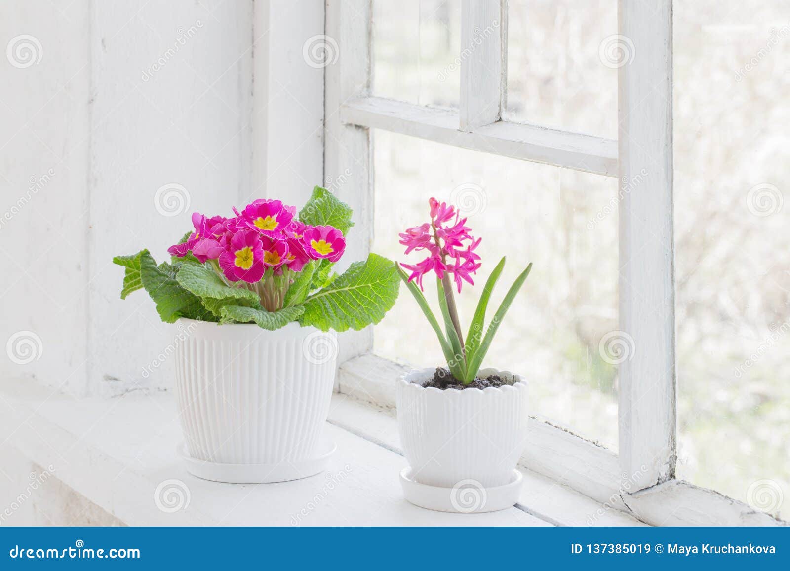Spring Flowers on Windowsill Stock Image Image of botanical, floral