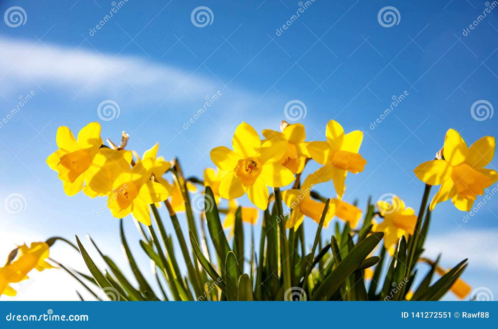 Spring Flowers Yellow Daffodils On Blue Sky Background Stock Image