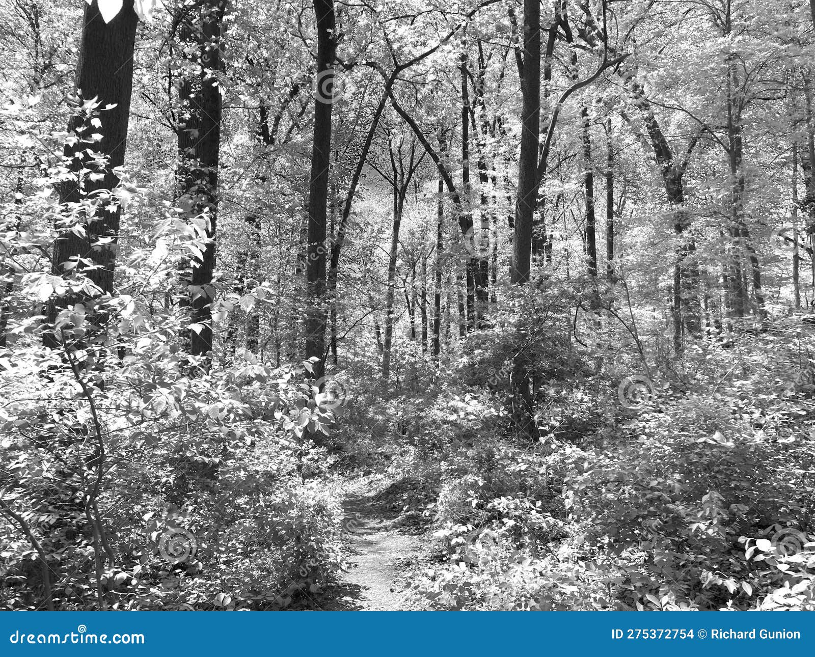 Spring Forest in Black and White in April Stock Photo Image of white