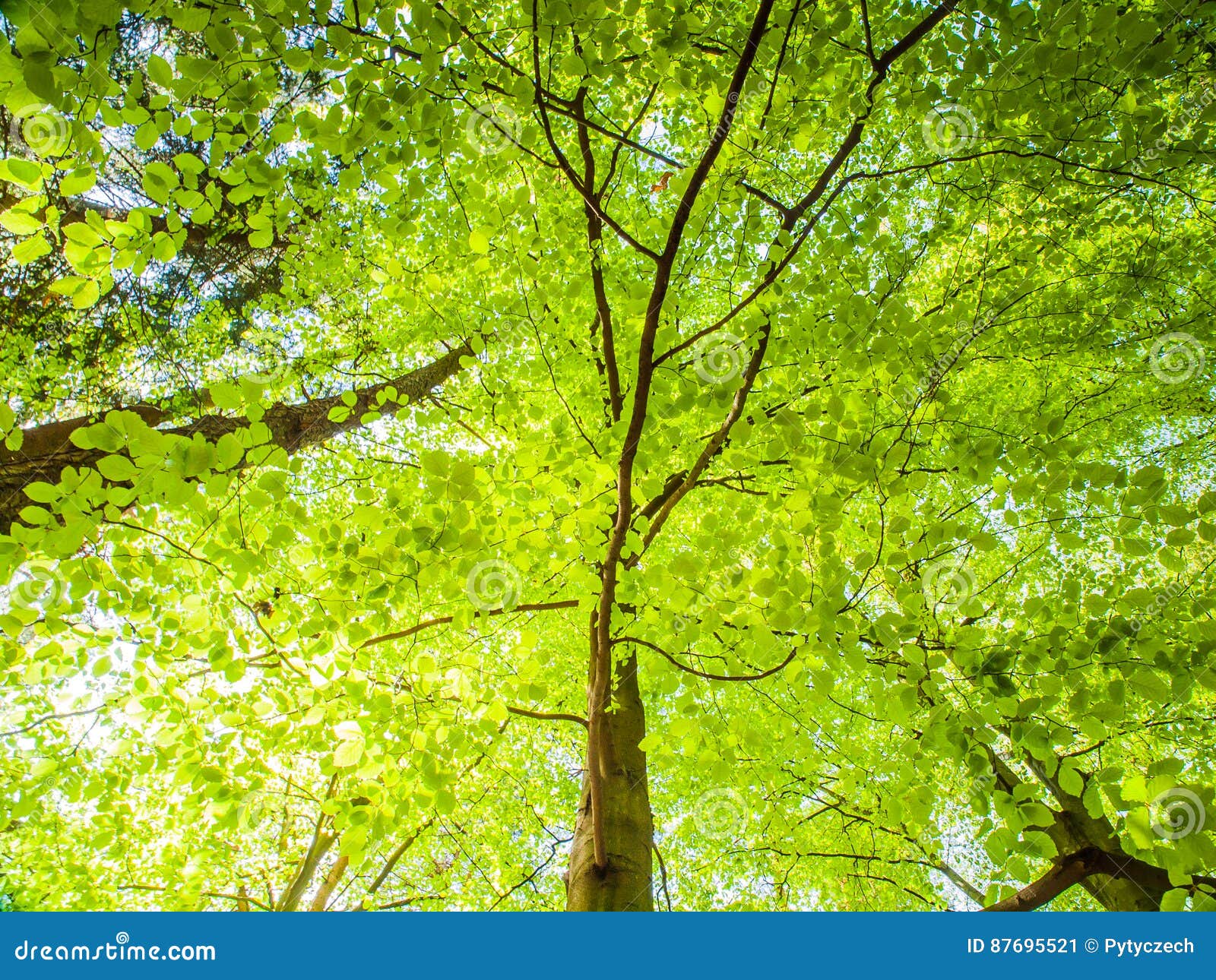 Spring In The Forest Bottom View Tree With Lush Bright Green Leaves