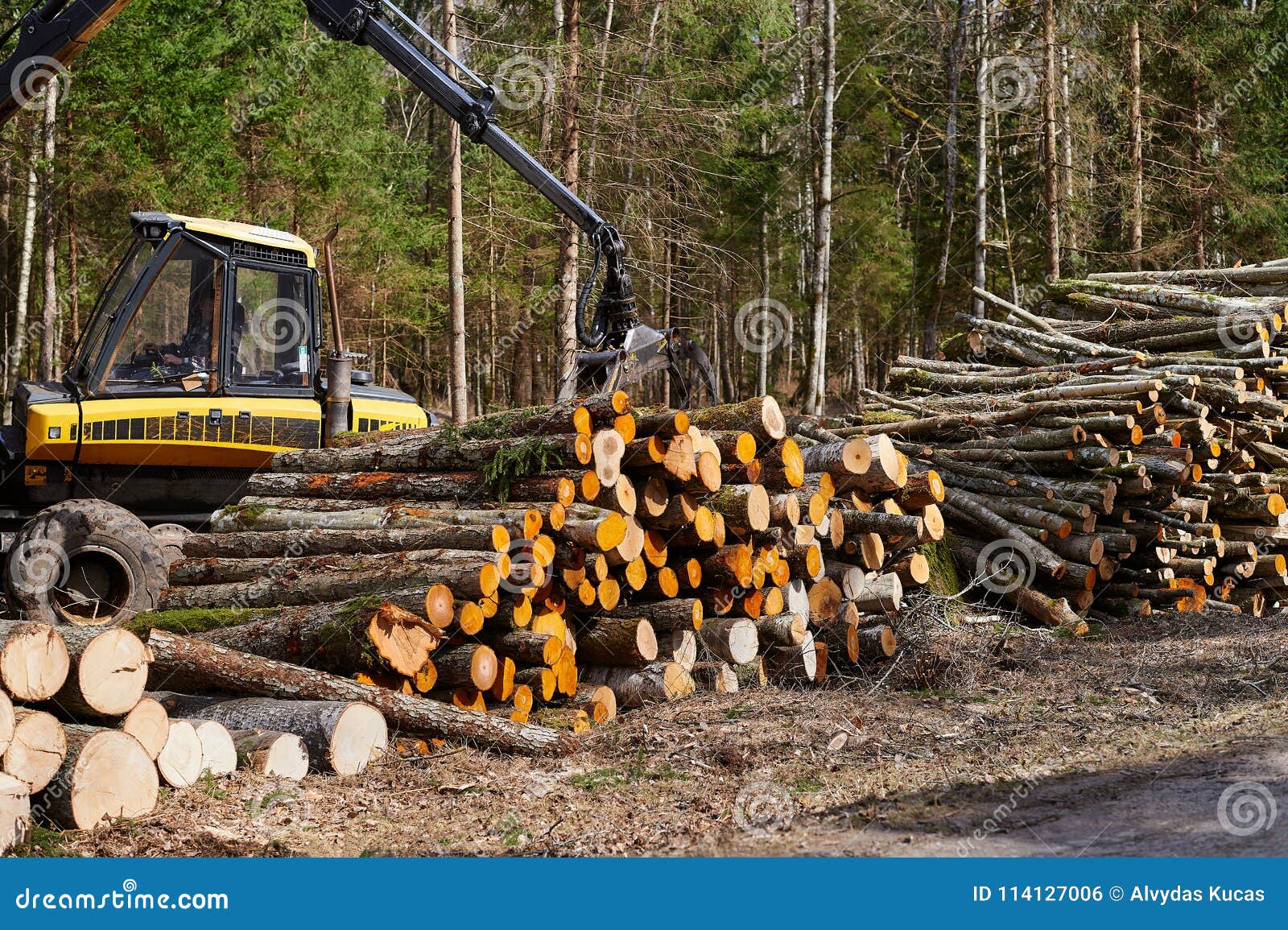 spring forest felling in lithuanian forests