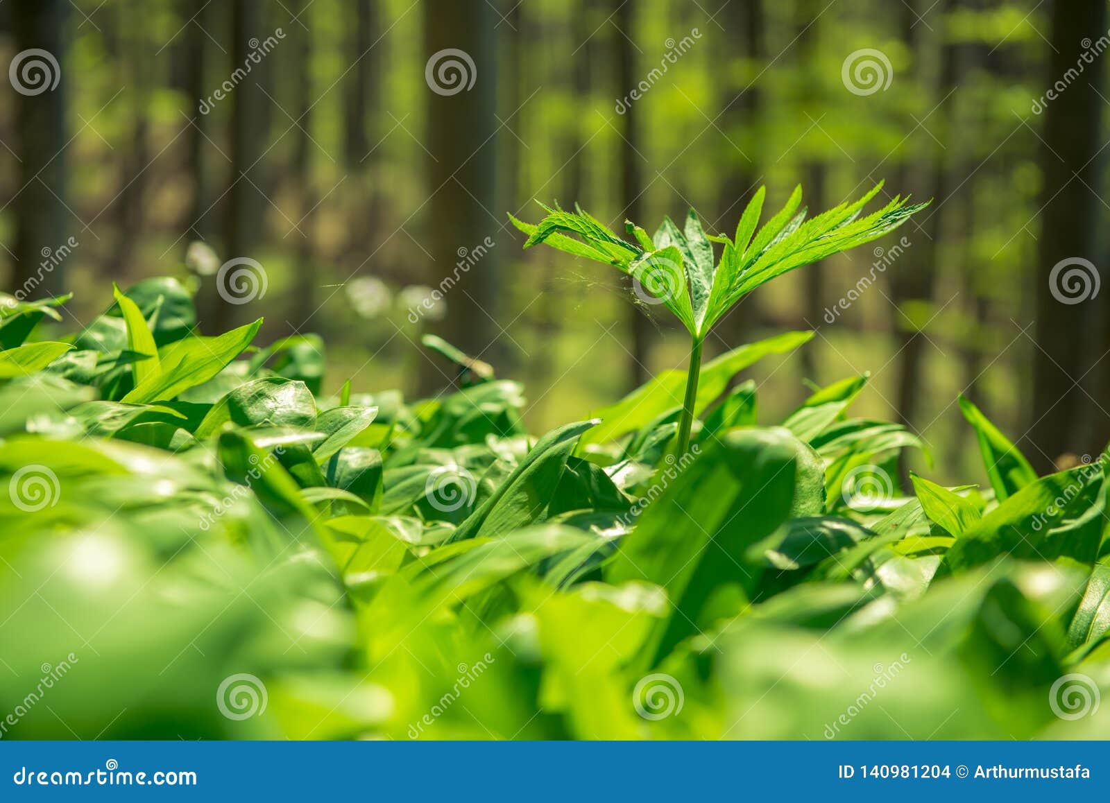 Spring Forest Floor Covered With Fresh Growing Plants Nature