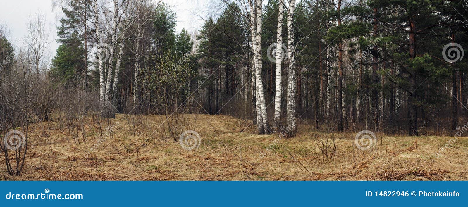 Spring forest glade with birches and a willow with flowers