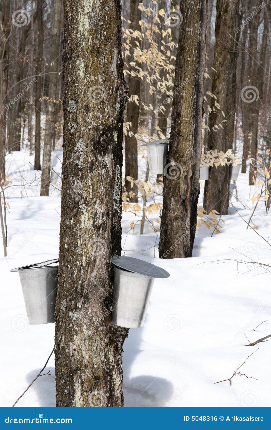 Spring Forest During Maple Syrup Season Stock Photo Image of tapping