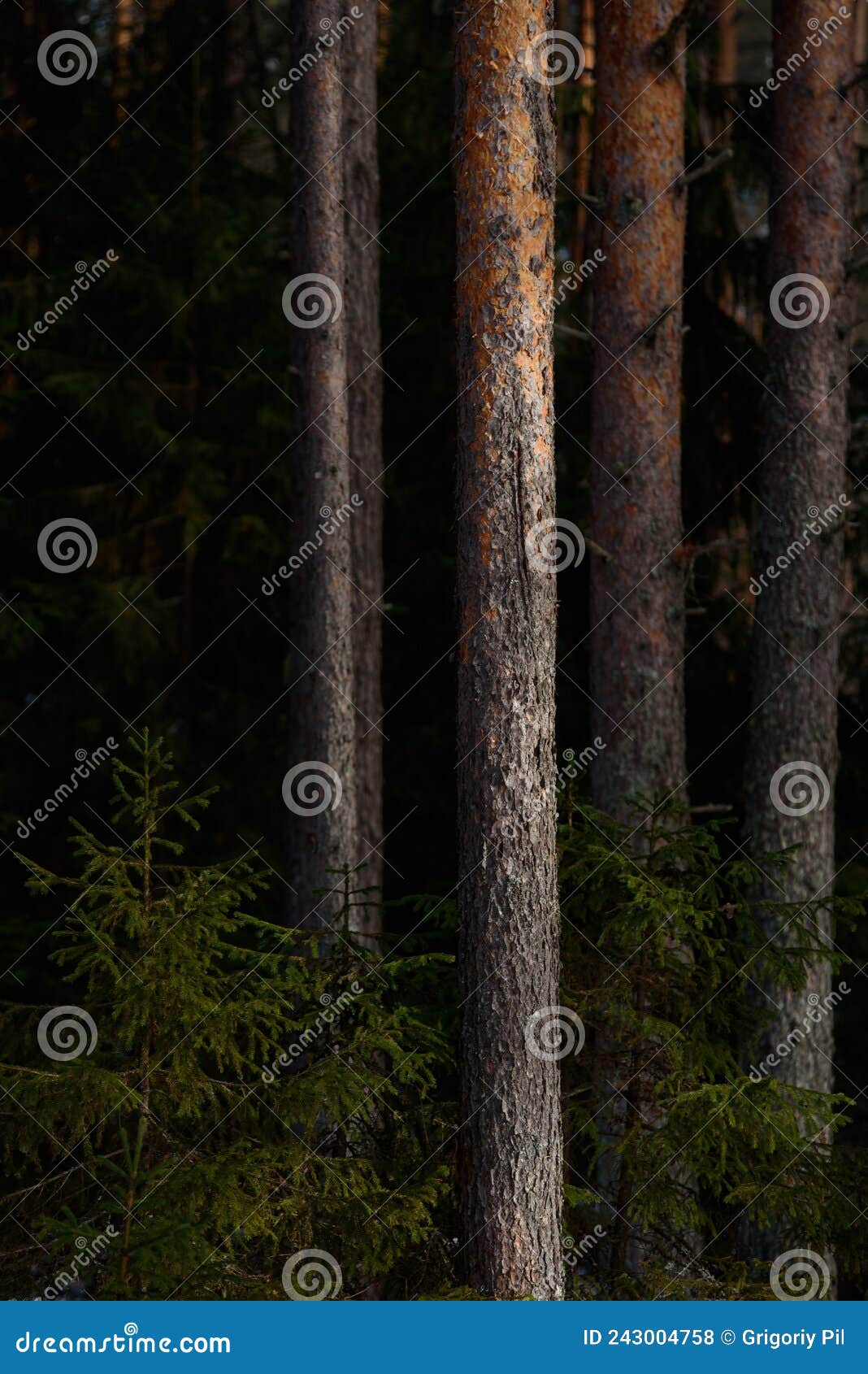 spring forest in northern latitudes