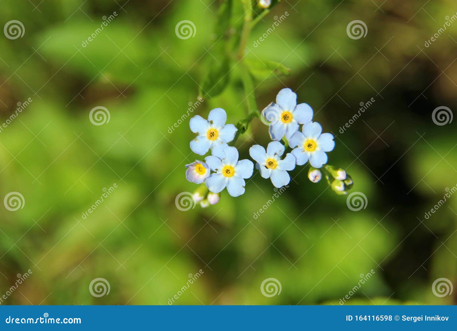 Spring Grow in the Wild Stock Photo Image of large