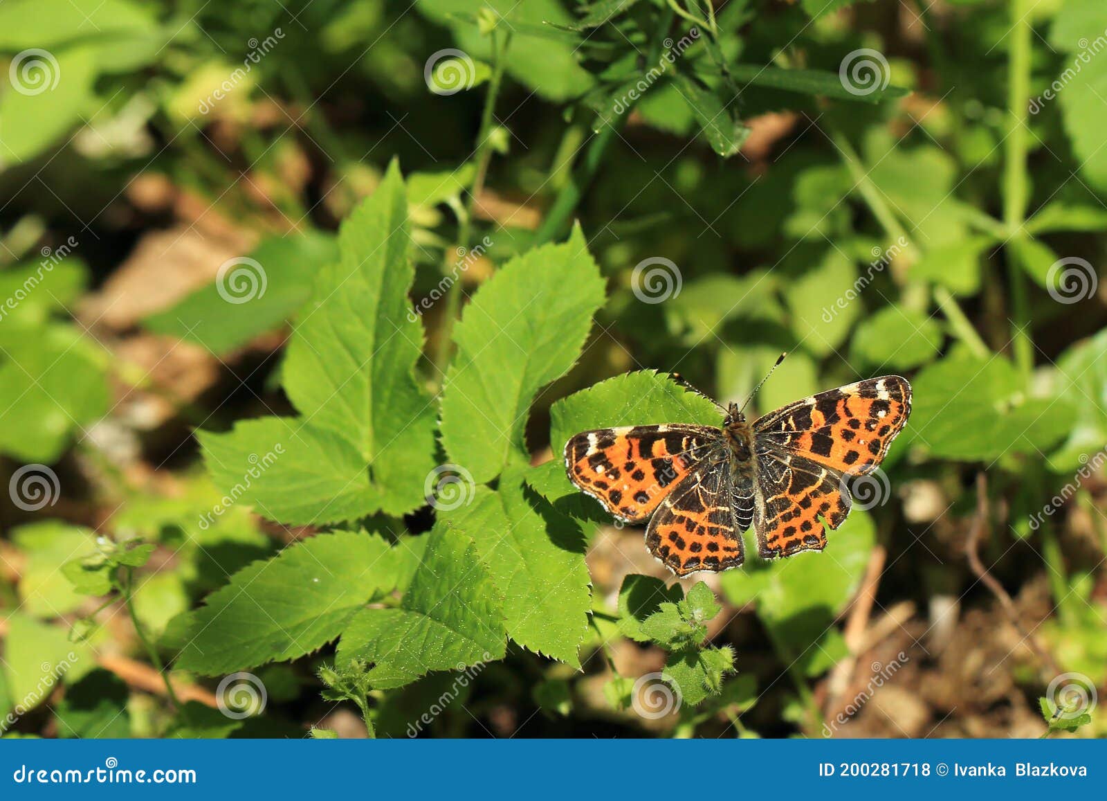 spring form of map buttefly