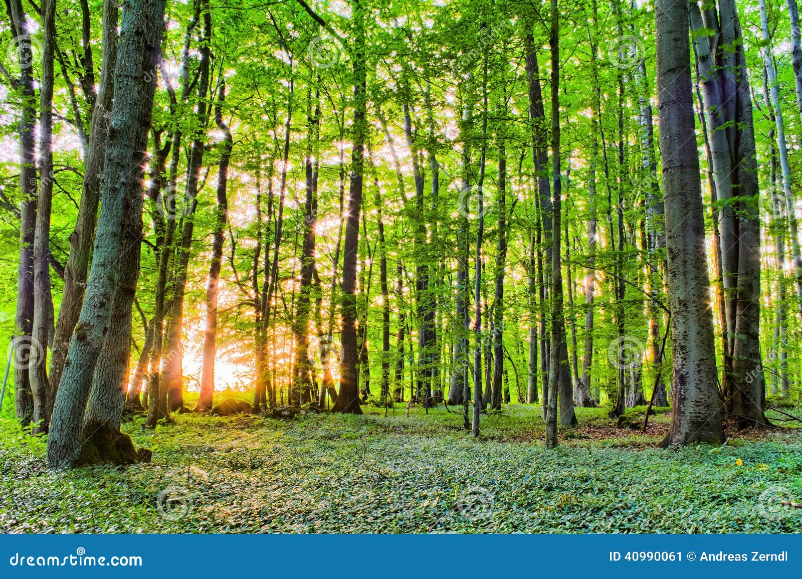 spring forrest sunset