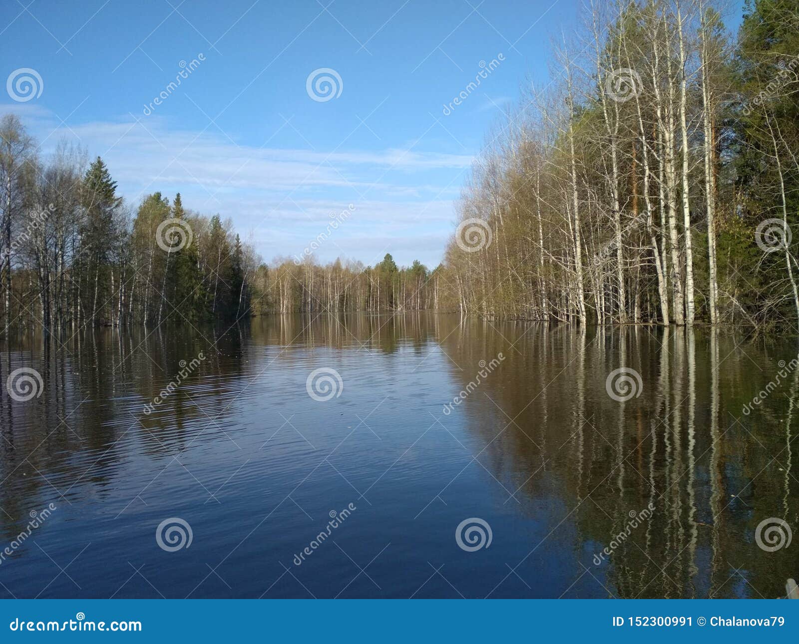 a spring freshet on a small forest river. location: komi republic russia