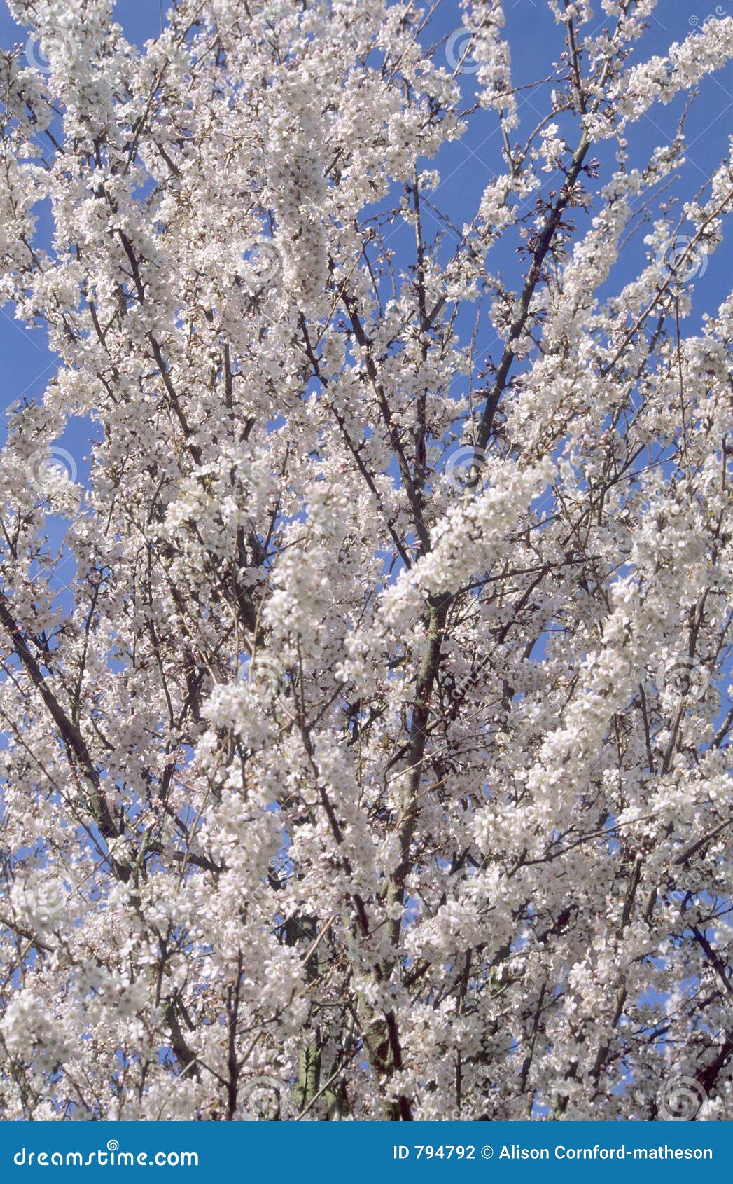Spring fruit tree Blossoms stock photo. Image of apple 794792