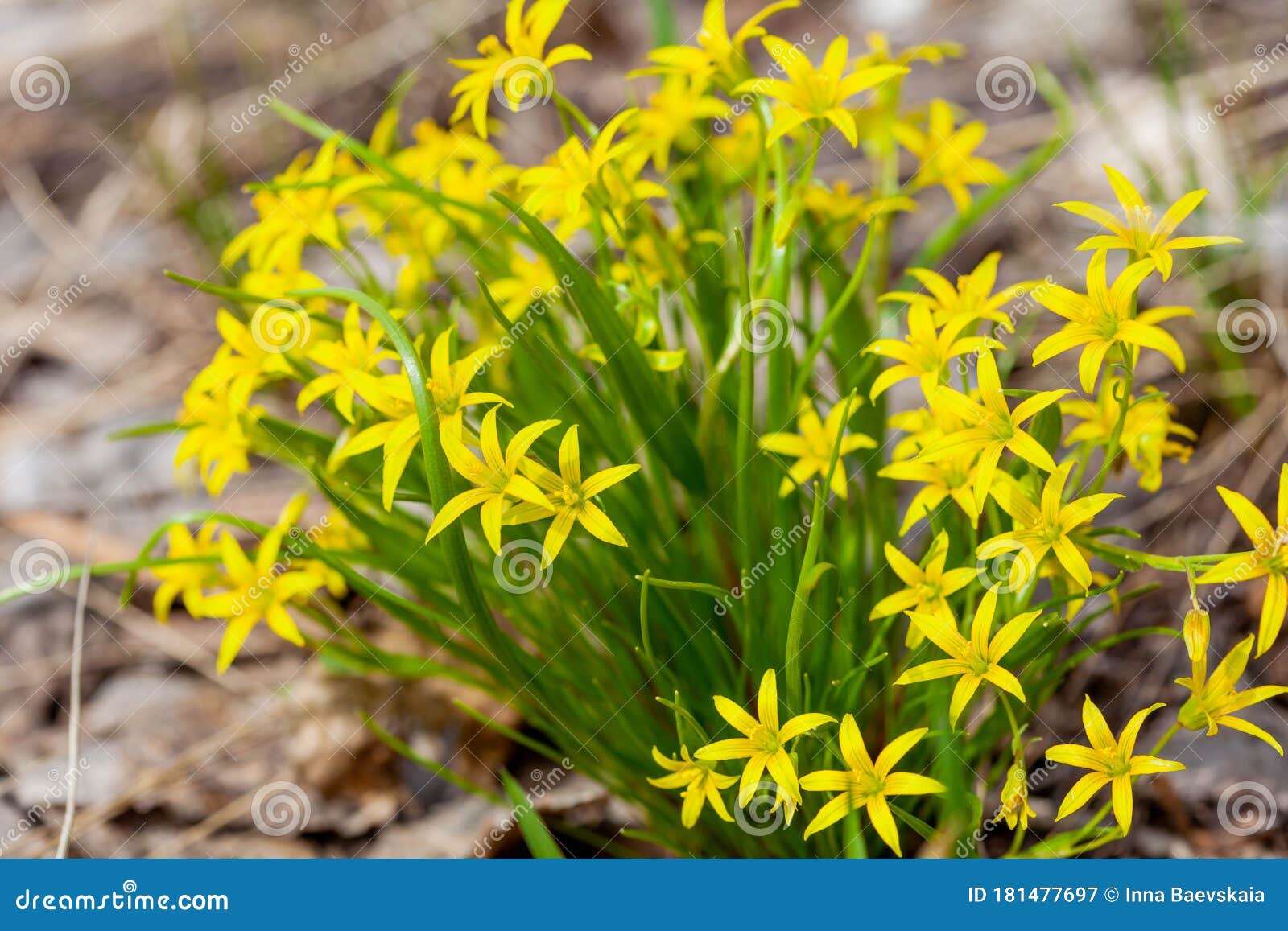 Spring Gagea Flowers in the Forest Stock Image Image of frame, wild