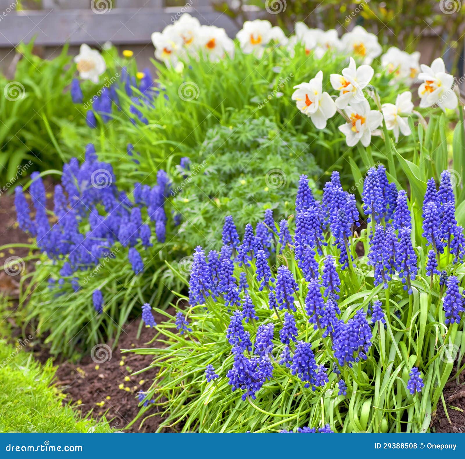 Spring Garden Flowers stock photo. Image of season, outside 29388508