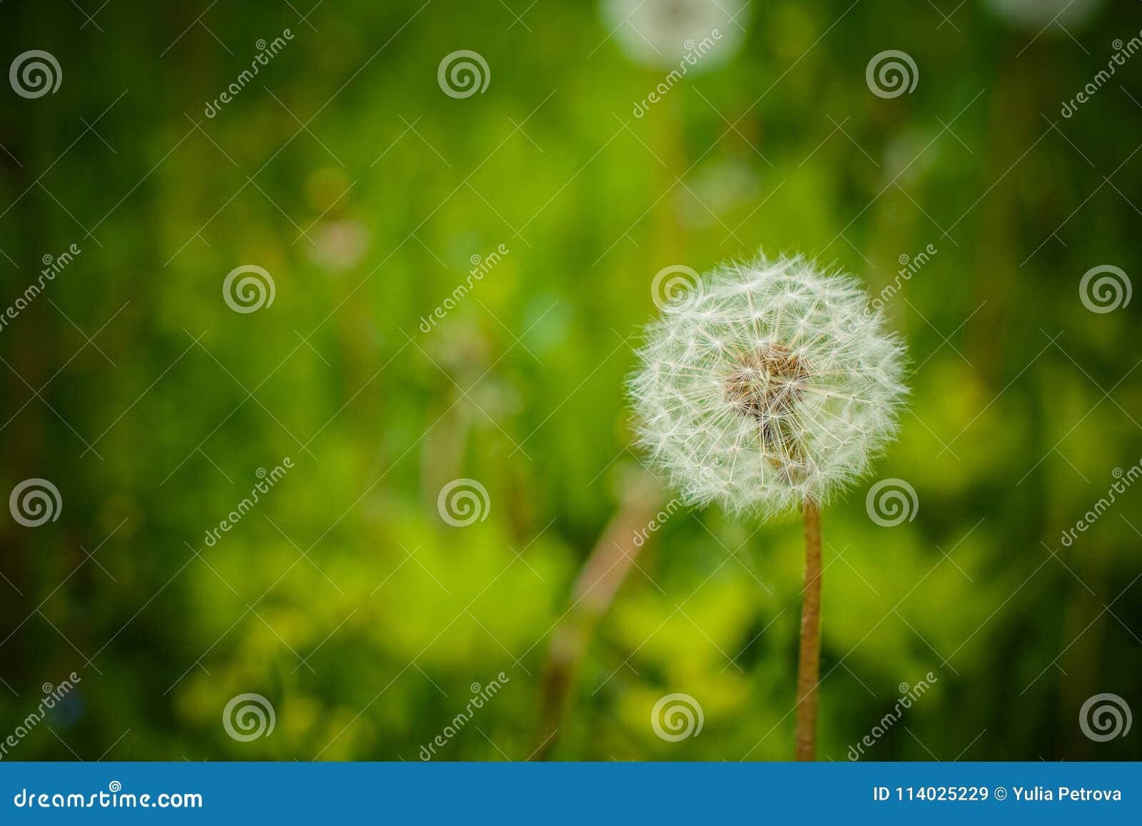 spring garden and meadow - springtime flowers: dandelion taraxacum officinale - white dandelions seed agains the fresh