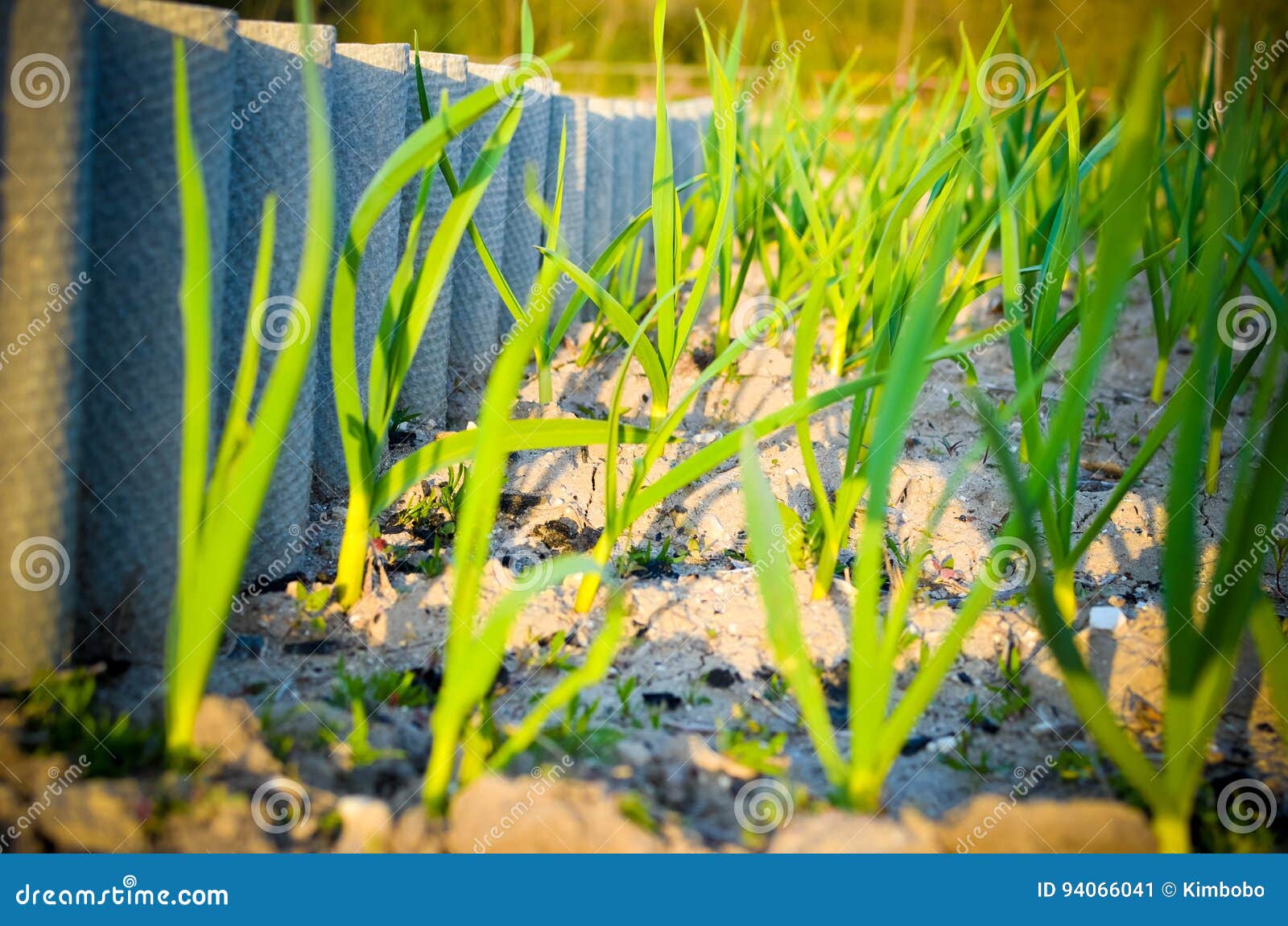 Spring Garden Plants Garlic, Onion Grows on Beds Stock Image Image