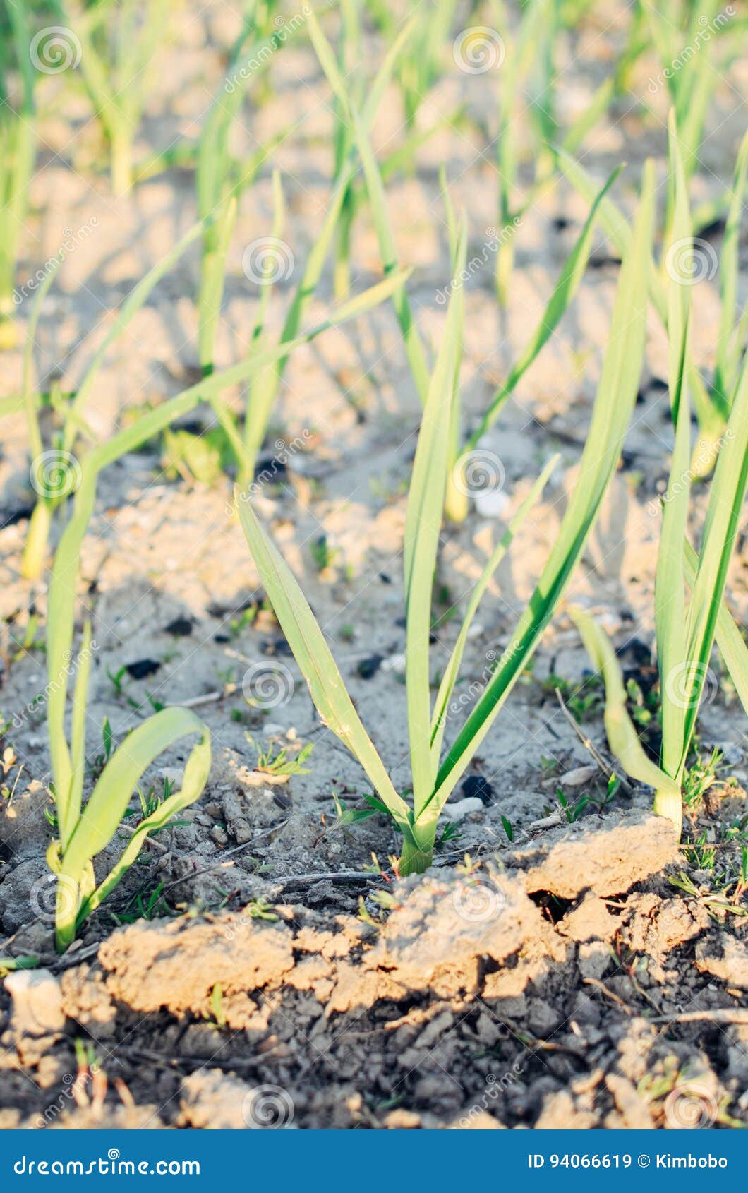 Spring Garden Plants Garlic, Onion Grows on Beds Stock Image Image