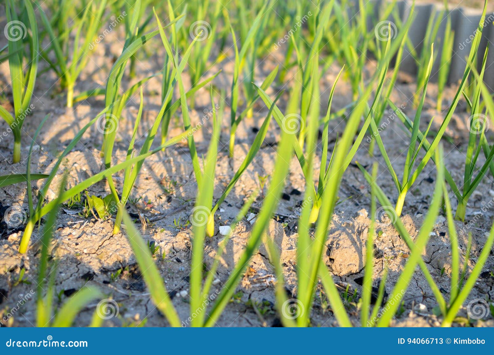 Spring Garden Plants Garlic, Onion Grows on Beds Stock Image Image