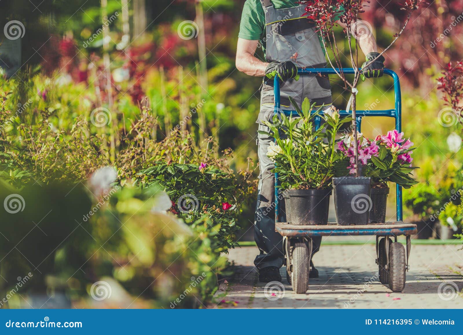 spring garden plants shopping gardener cart full plants flowers his garden garden plants shopping 114216395