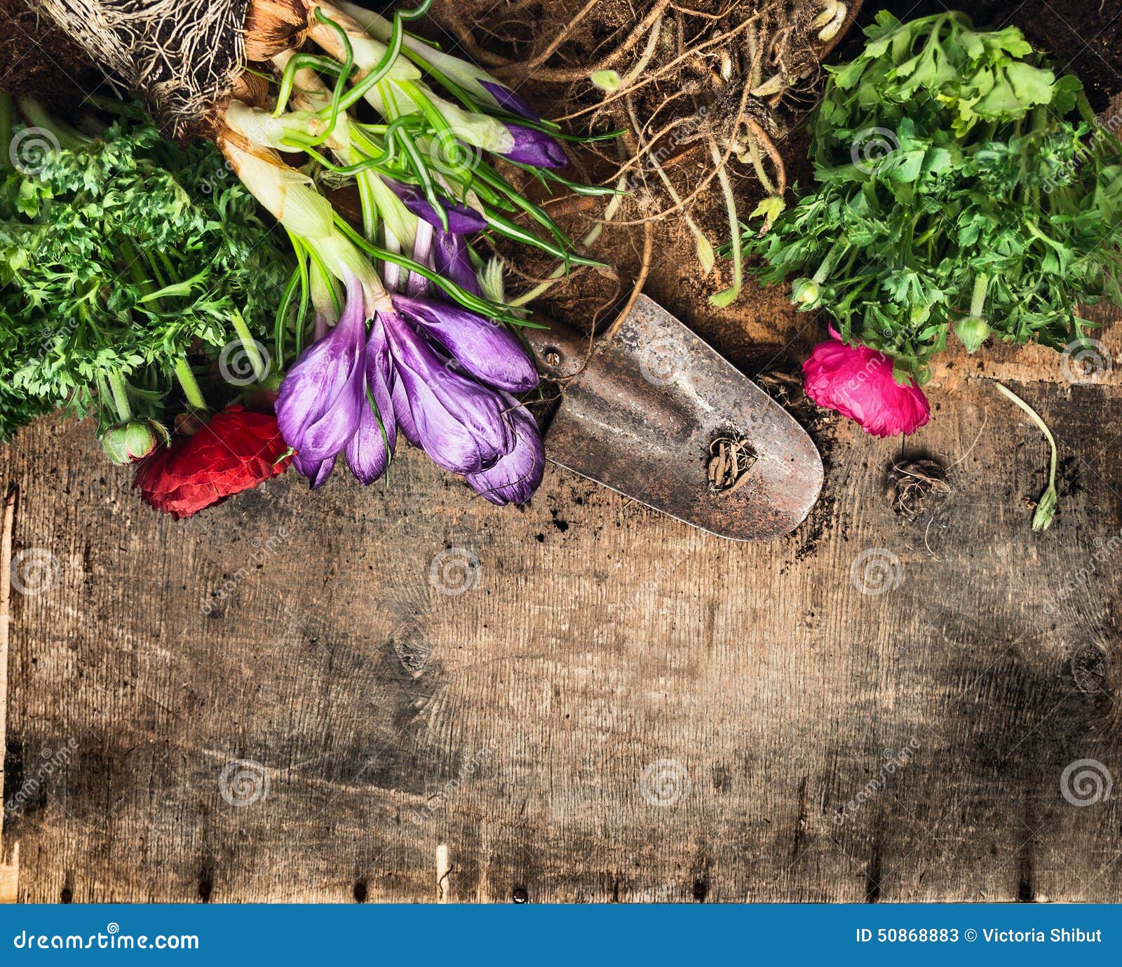 Spring Gardening Background with Crocus, Buttercups, Scoop on Rustic