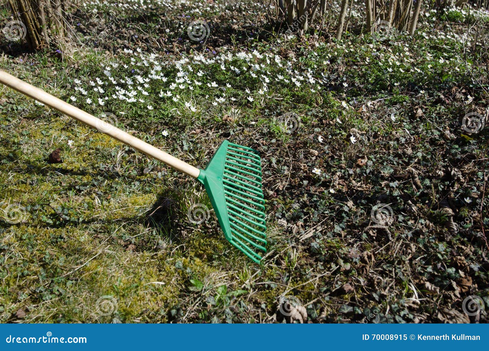 Spring Gardening with a Green Rake Stock Image - Image of leaf, cleanup ...