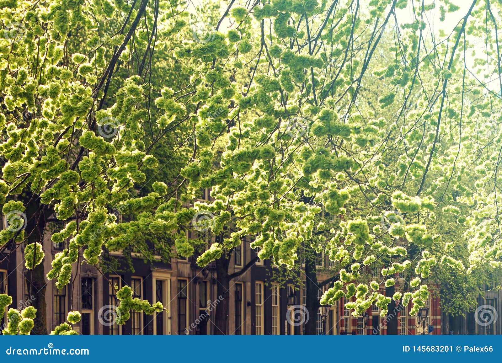 Spring Gently Green Flowering of Urban Trees. Background Stock Image