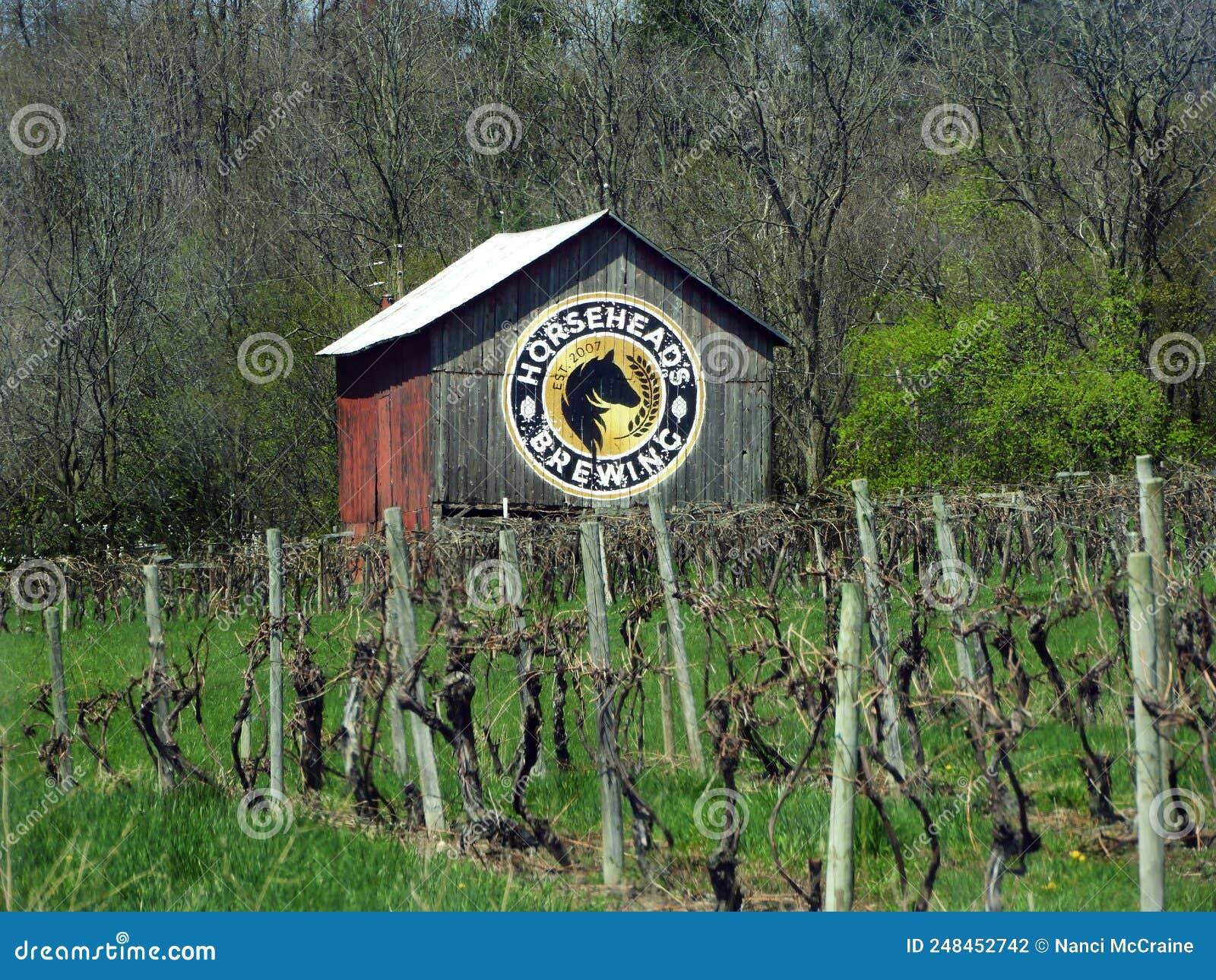 Spring Grapevines & Barn in the FingerLakes Grape Country Editorial