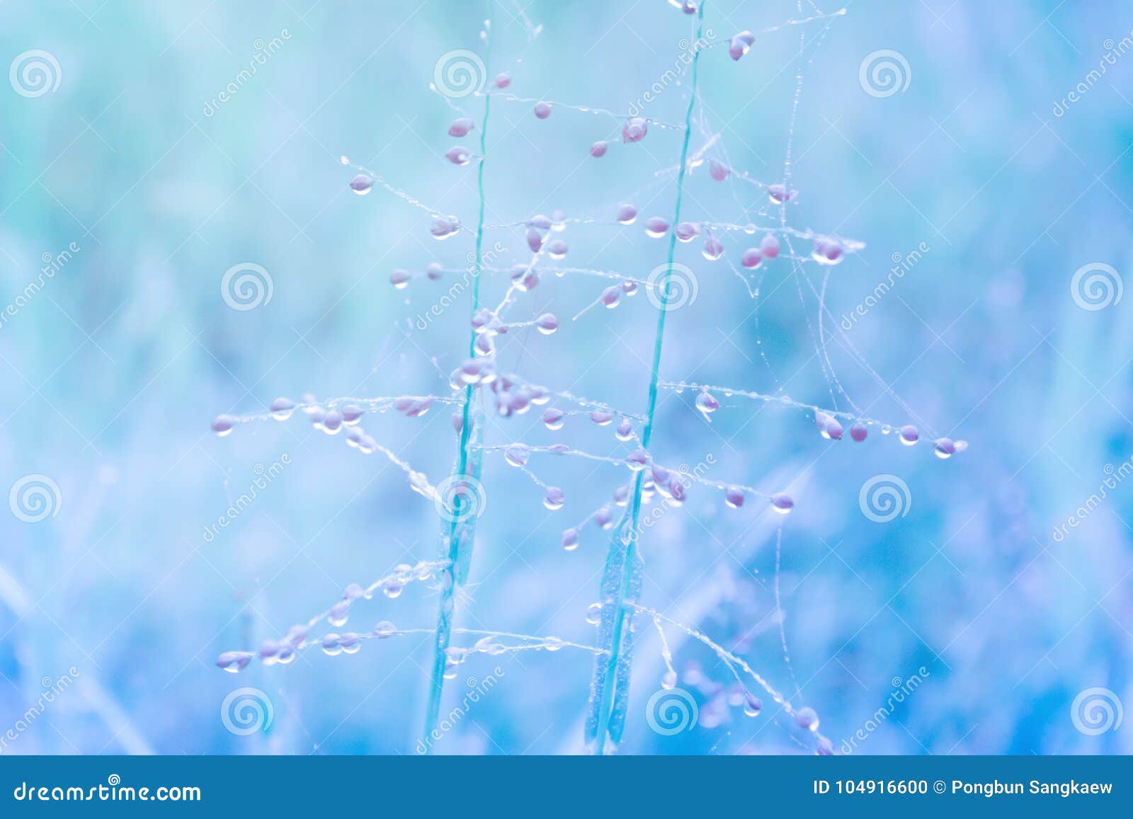 spring grass flower with rain drops blue color filter efect