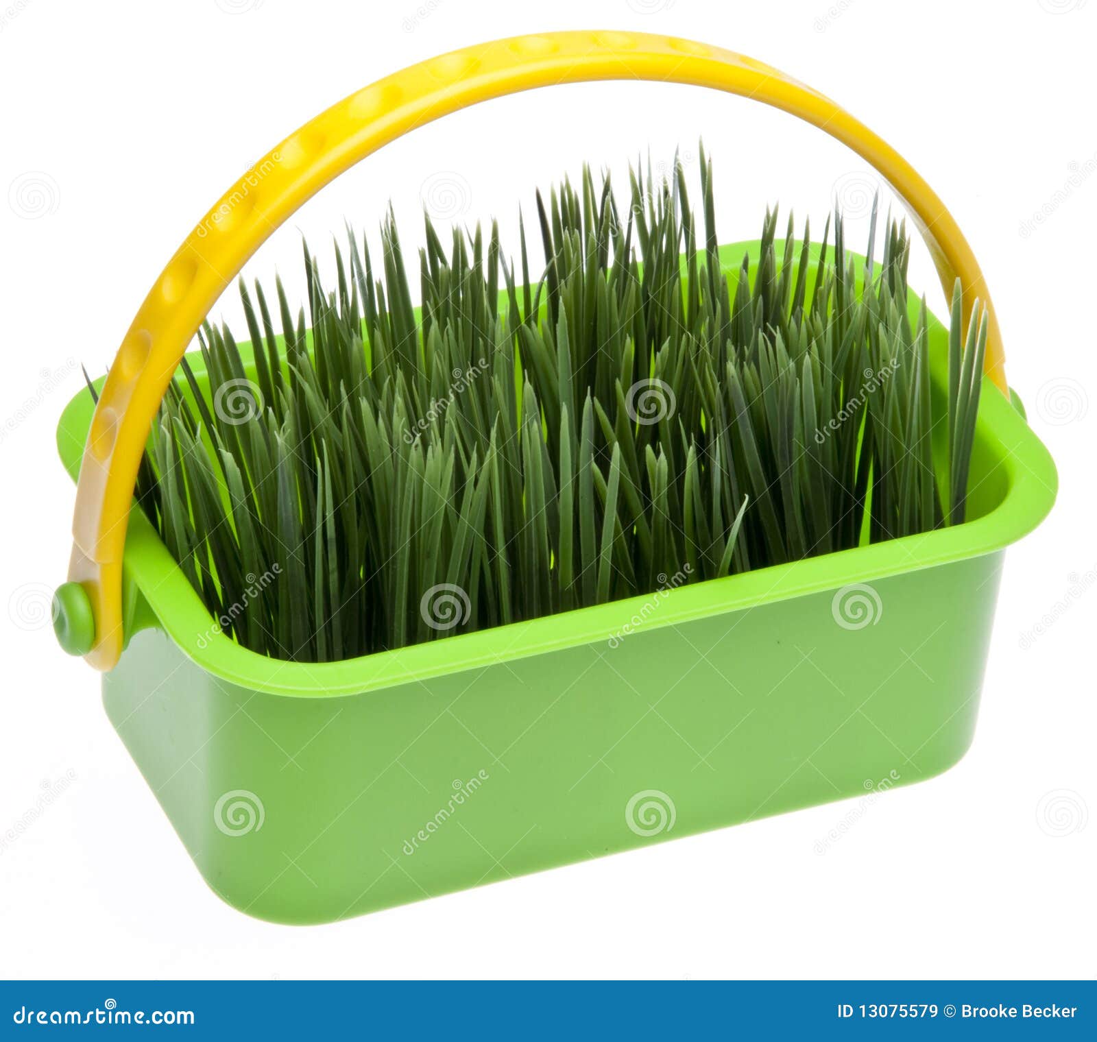 Spring Grass in a Vibrant Green Basket Stock Image Image of basket