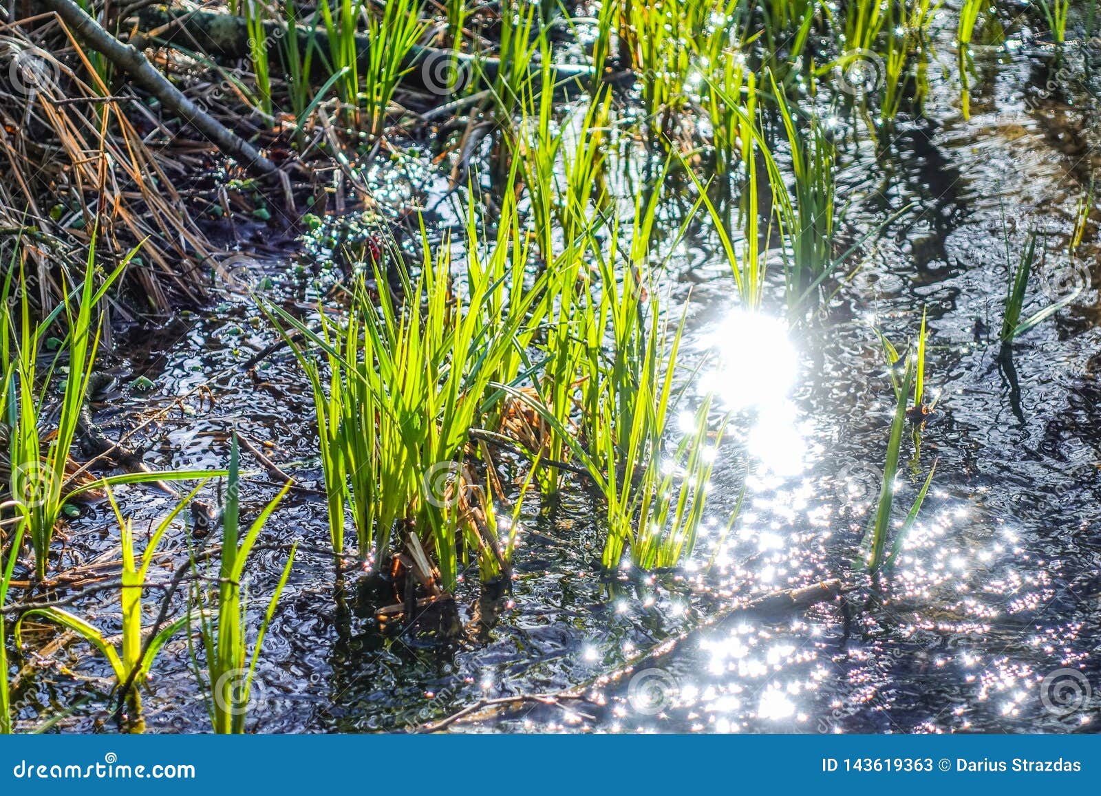 Spring grass and water stock image. Image of agriculture 143619363