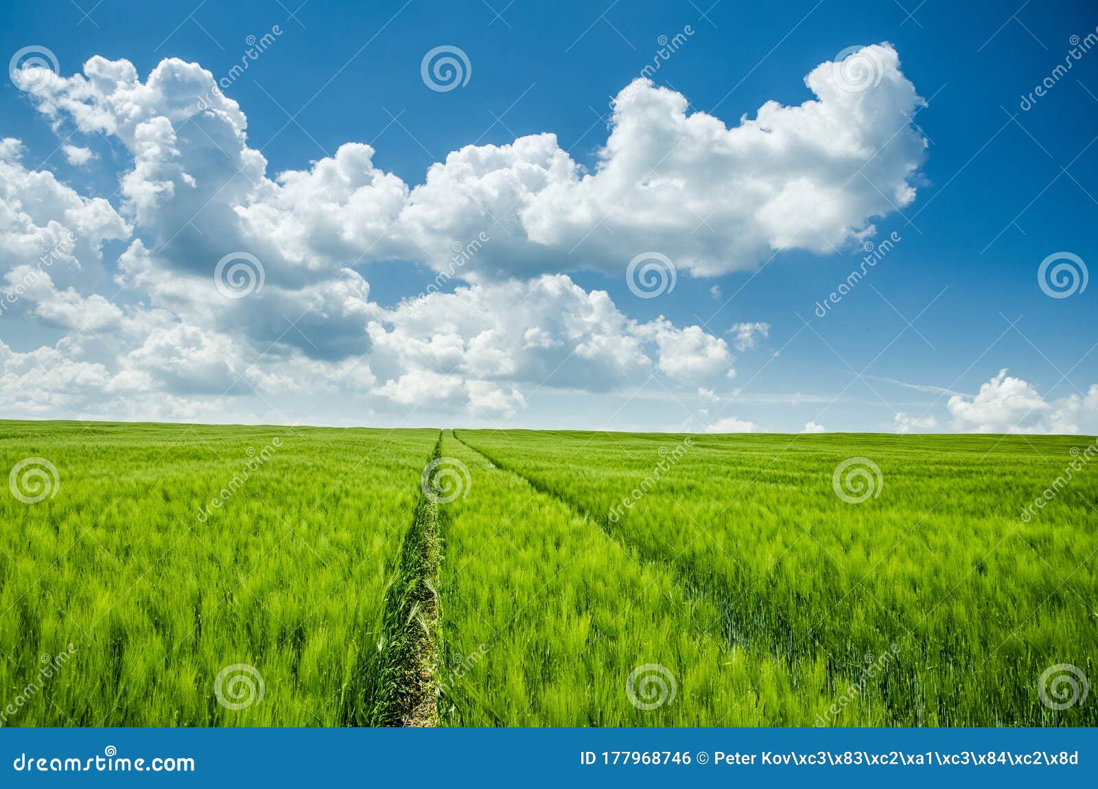 Spring Green Agricultural Field Under Clear Blue Cloudy Sky - Wallpaper or  Background Photo Stock Photo - Image of copy, food: 177968746