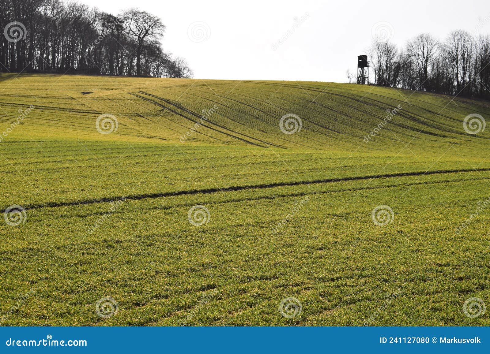 spring green field up a wave d hill towards bold trees