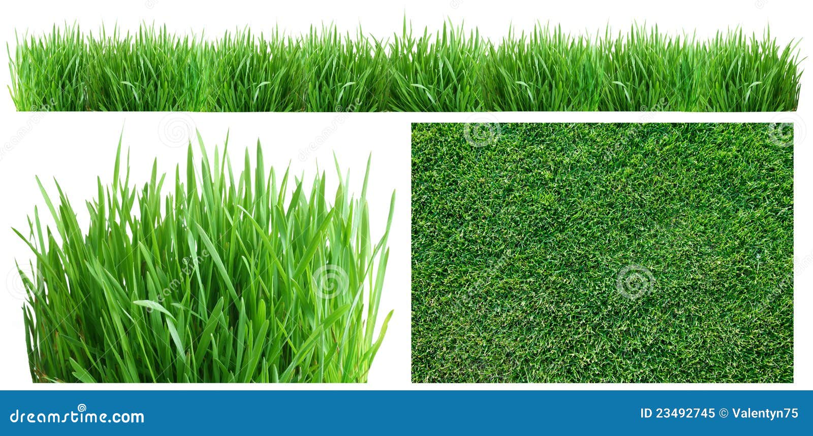 spring green grass.
