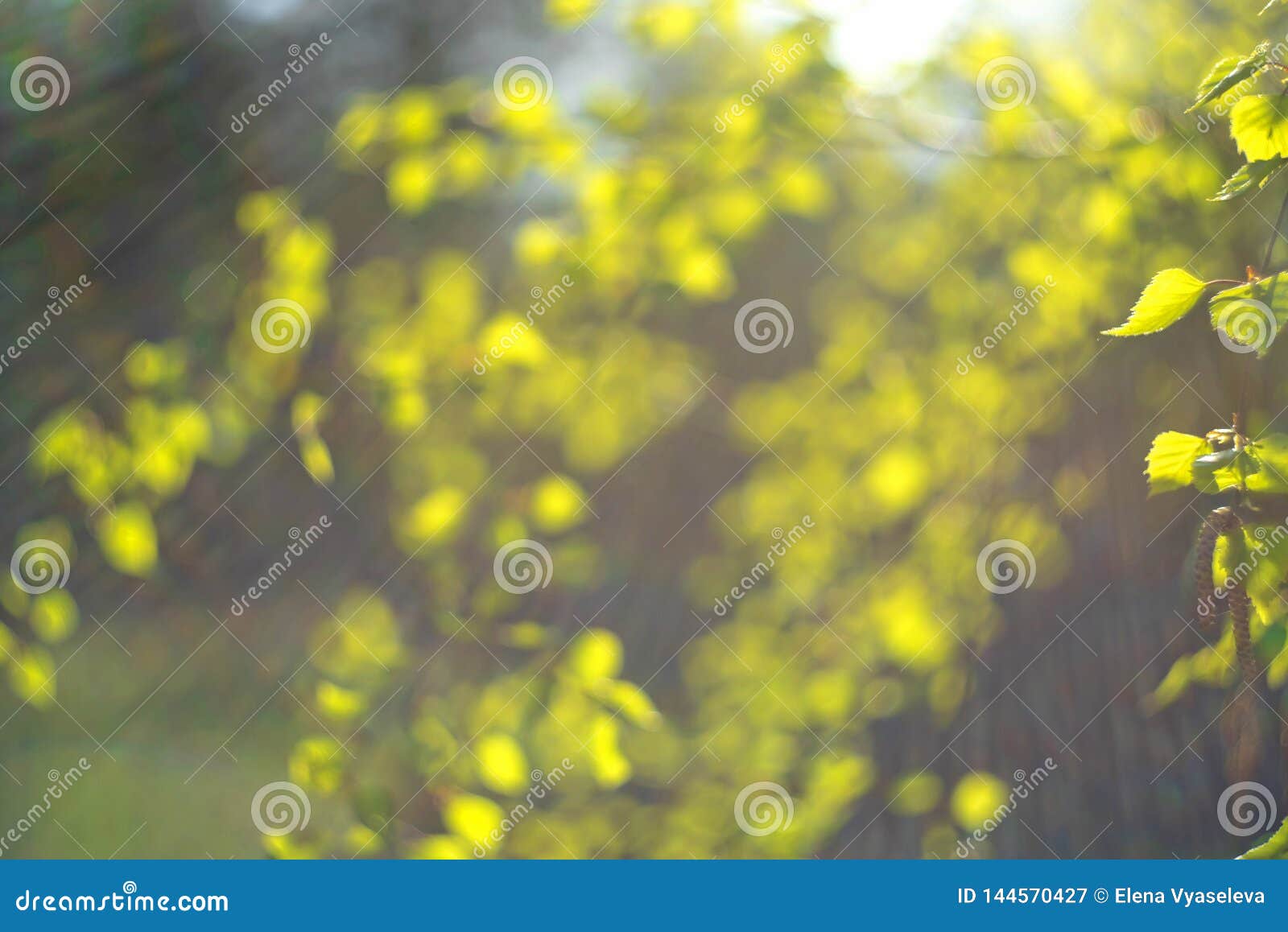 spring green lrainbow the sun& x27;s rays on a blurred background of fresh green foliage. springtime nature concept