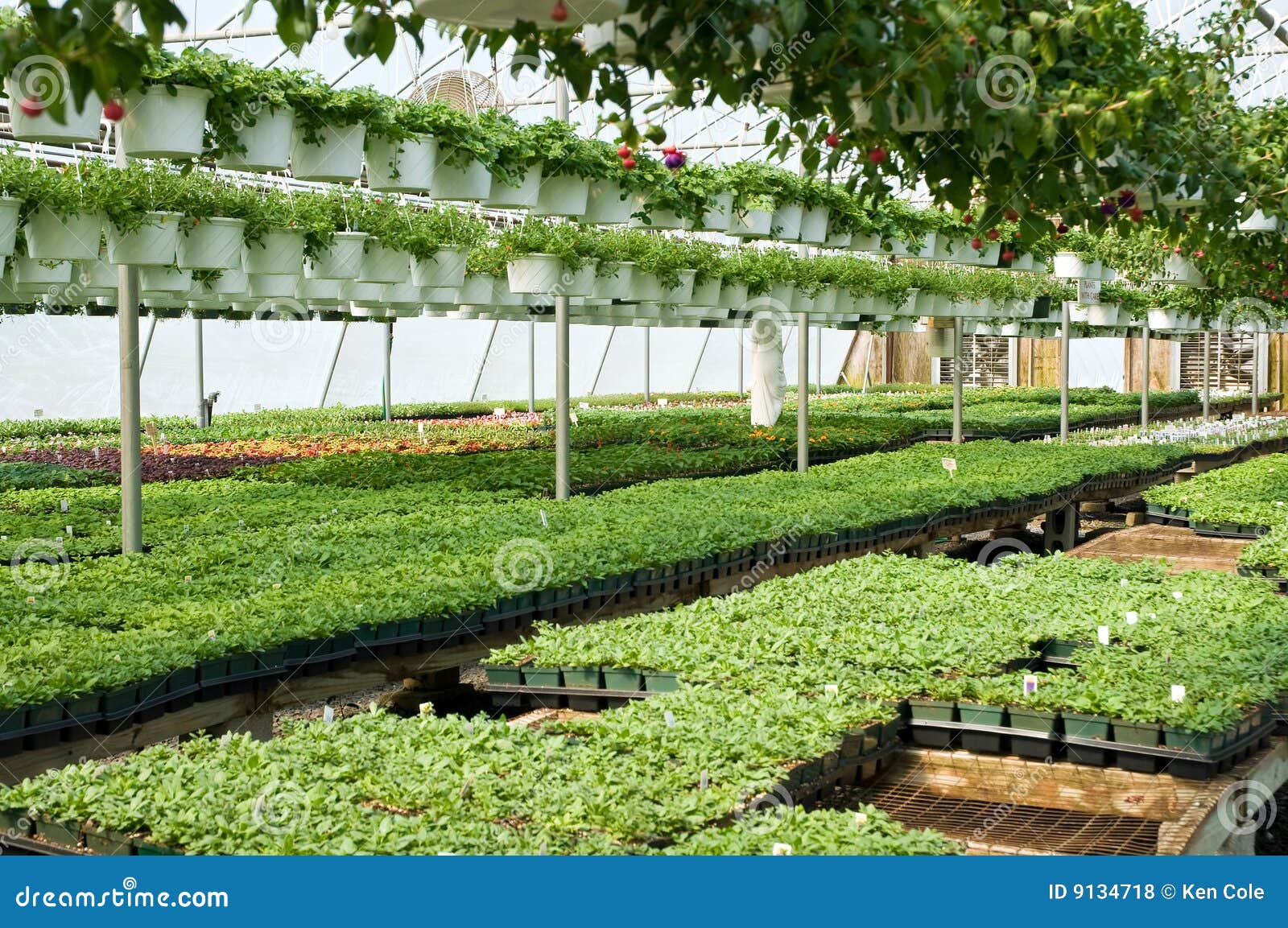 Spring greenhouse nursery stock photo. Image of bedding 9134718