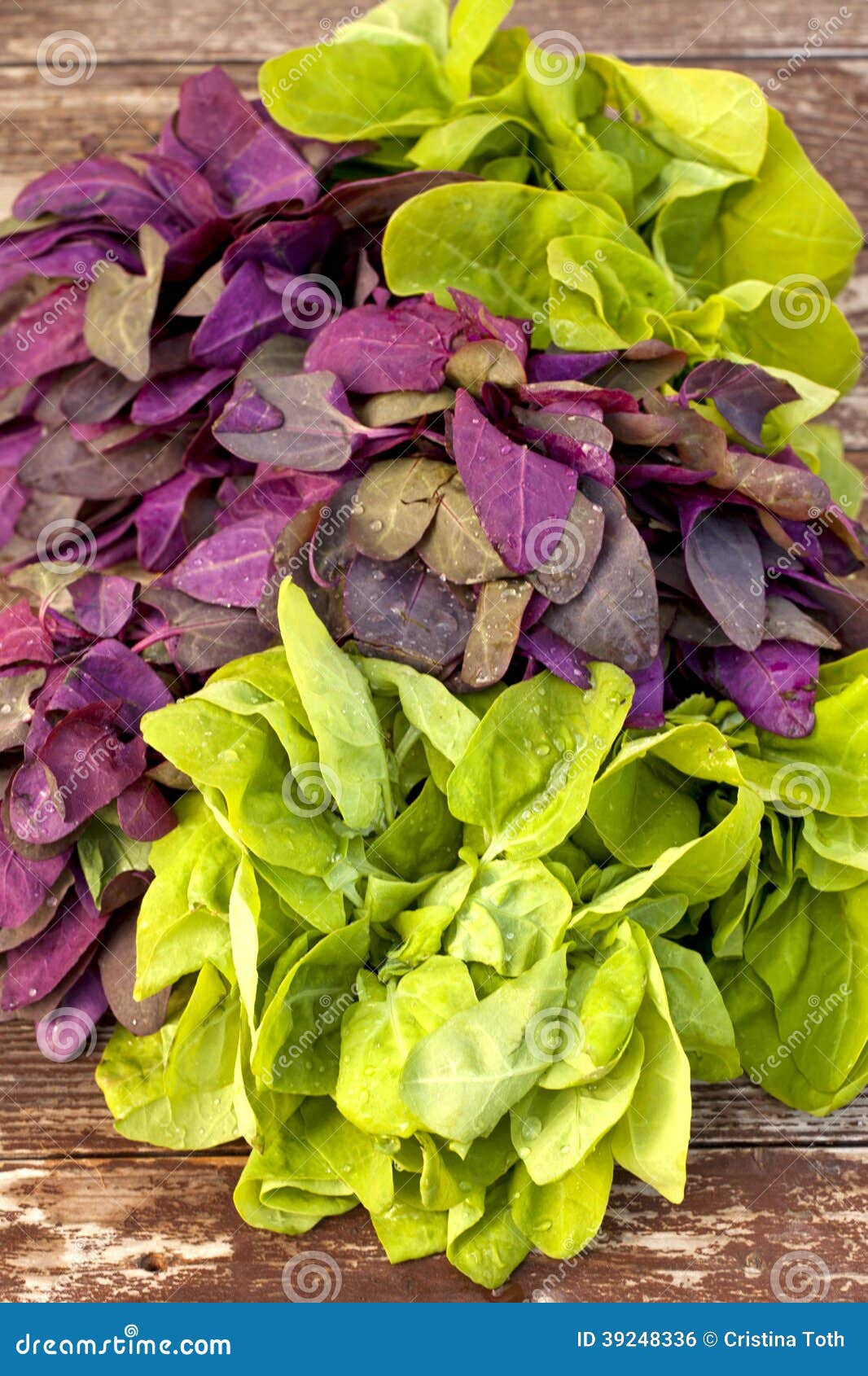 Spring greens stock photo. Image of greens, ingredients 39248336