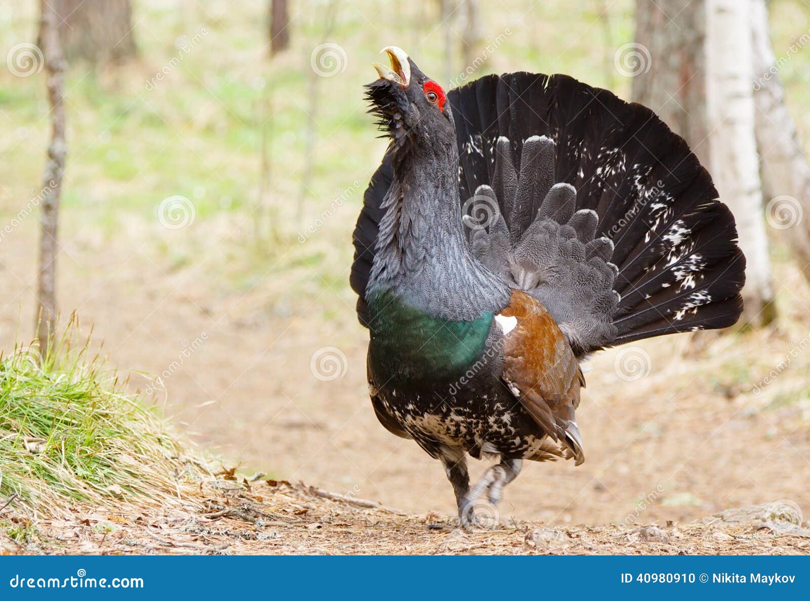 spring, grouse on a lek