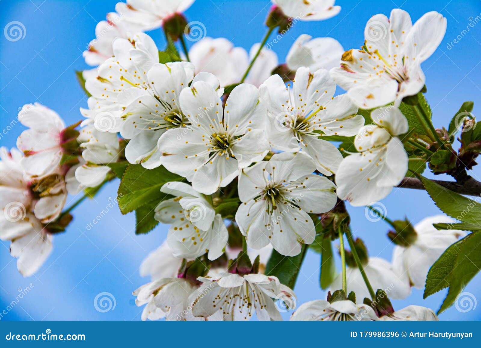 Spring Has Come The Trees Donned A White Color Stock Photo Image Of Peach Amazing Spring Has Come The Trees Donned A White Color Stock Photo Image Of Peach Amazing