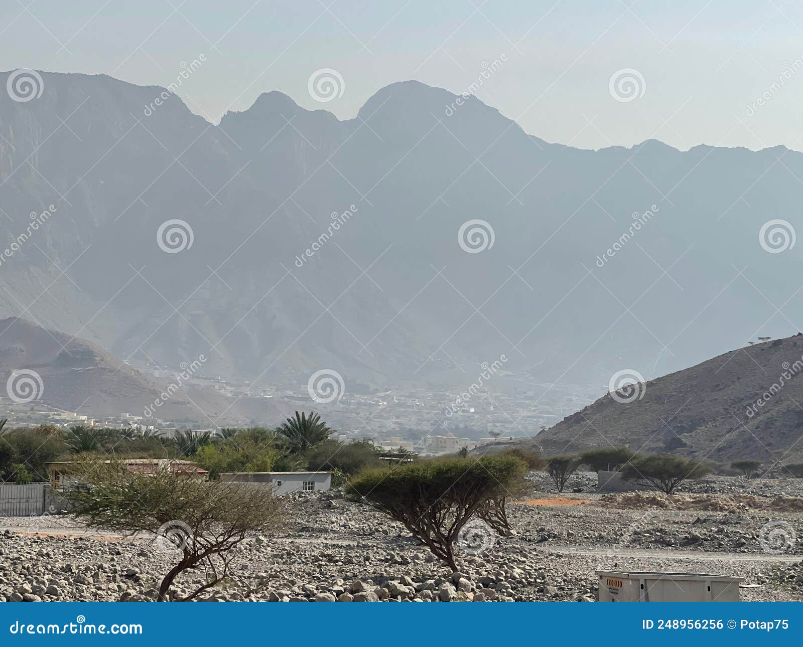 spring haze in wadi sha'am. ghaf tree silhouettes.