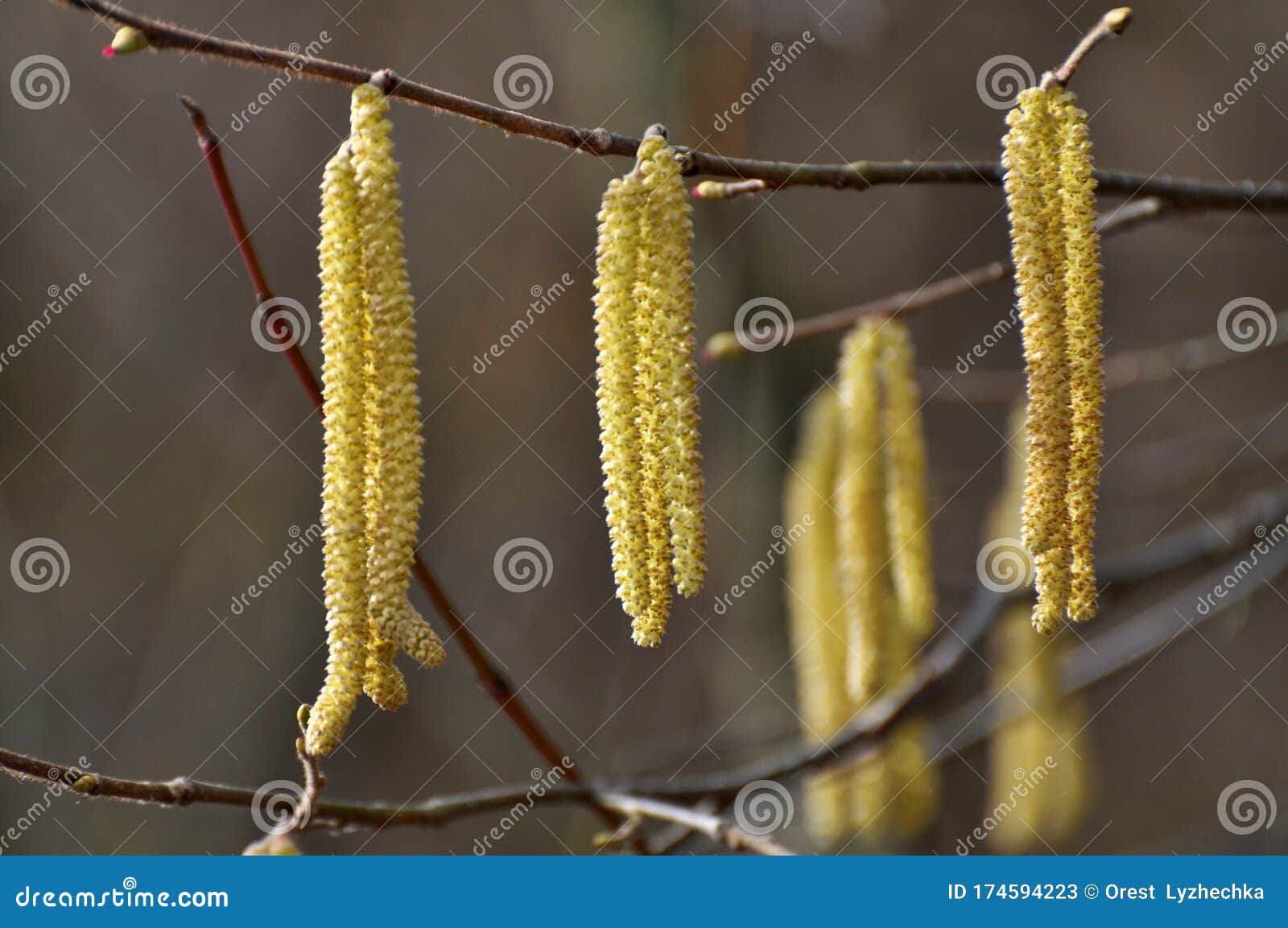 In the Spring, Hazel Corylus Avellana Blooms in the Forest Stock Image