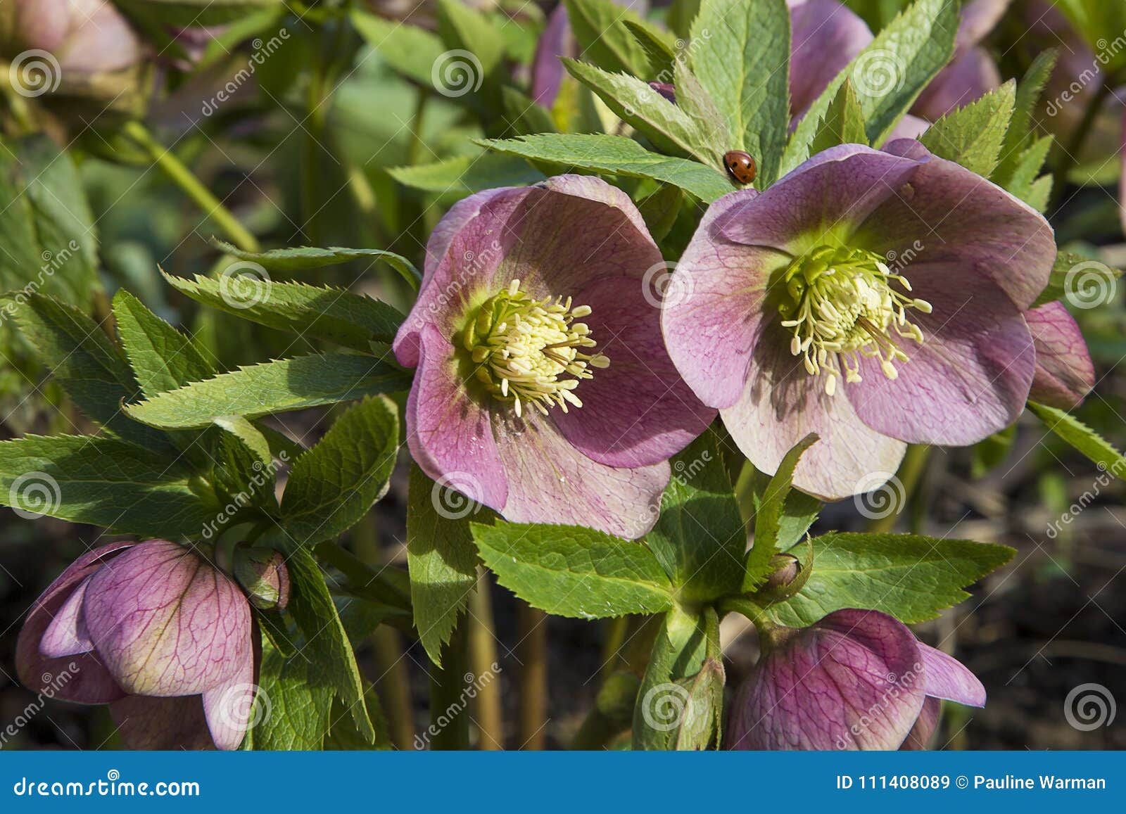 Spring Hellebore And Ladybird Stock Image Image Of Blooming Botanical Spring Hellebore And Ladybird Stock Image Image Of Blooming Botanical