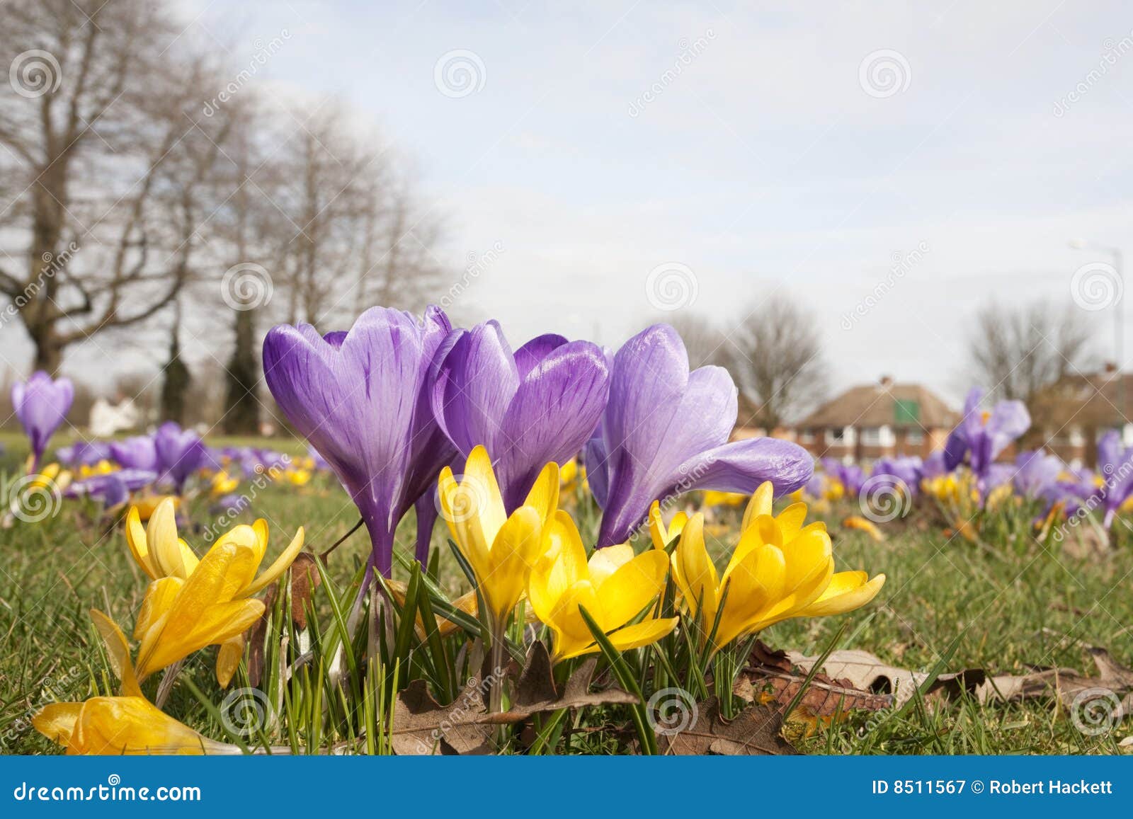 Spring is here stock image. Image of flowers, spring, green 8511567