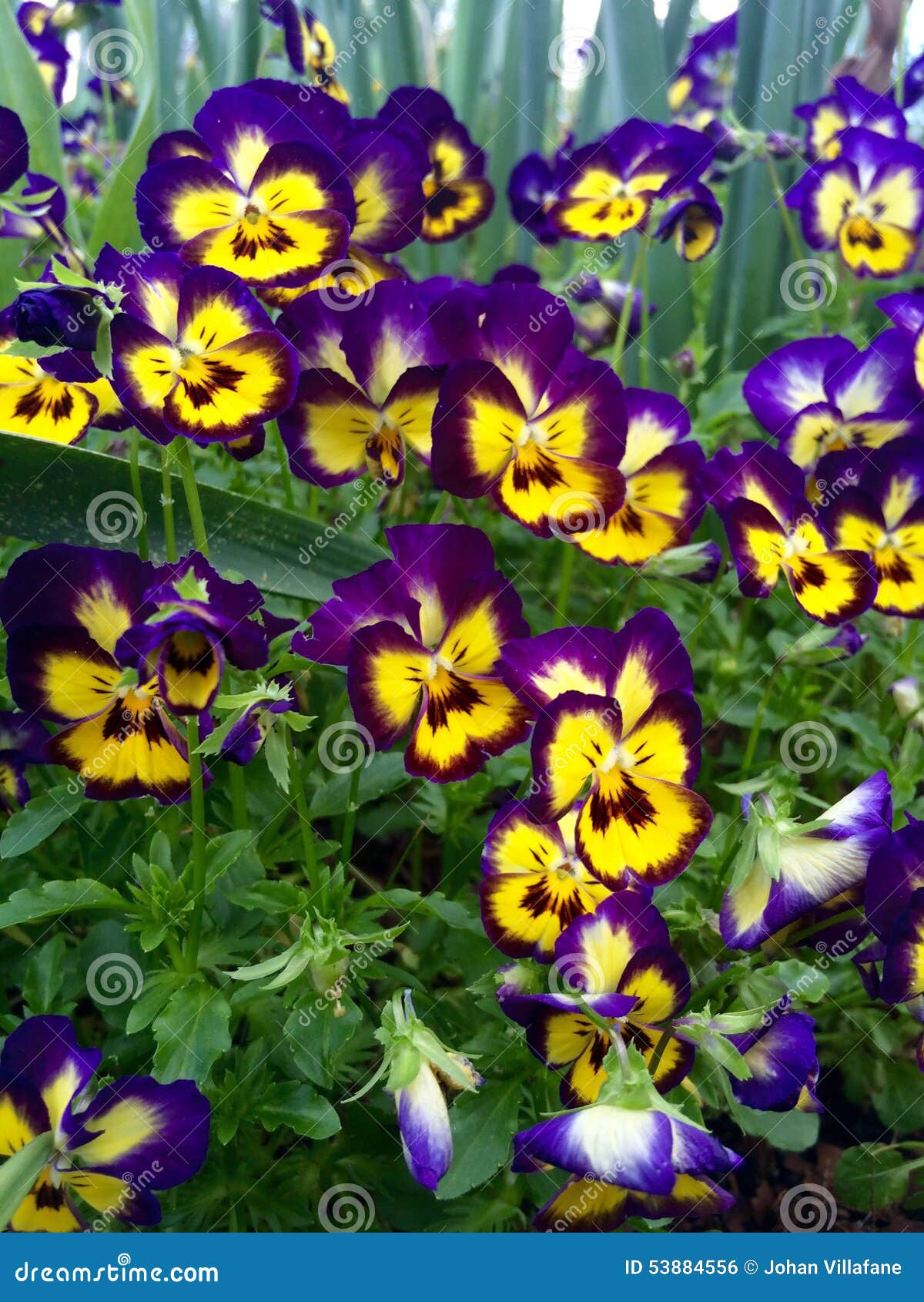 Spring is here stock photo. Image of seasons, spring 53884556