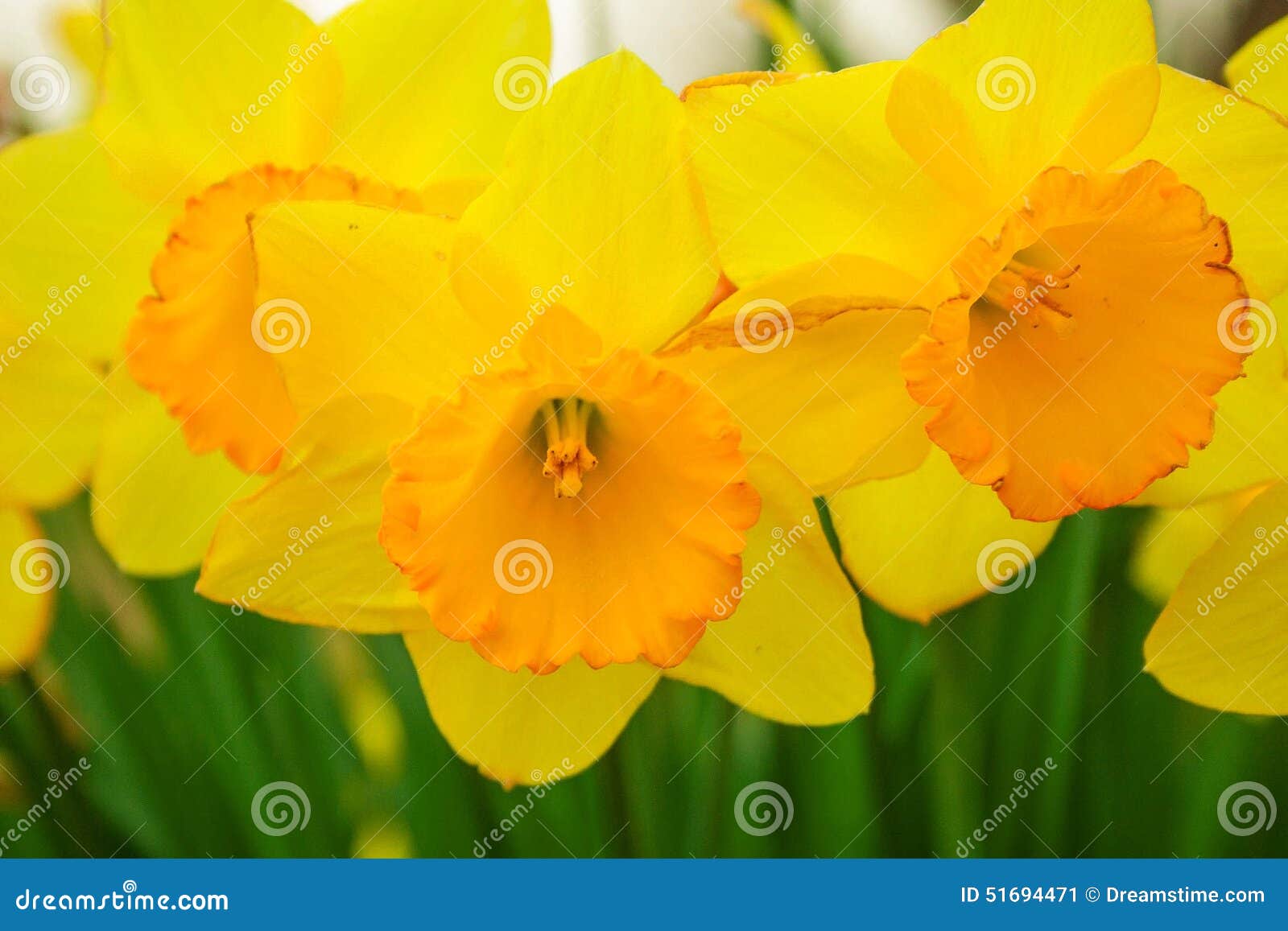 Spring is Here stock image. Image of yellow, spring, flowers 51694471