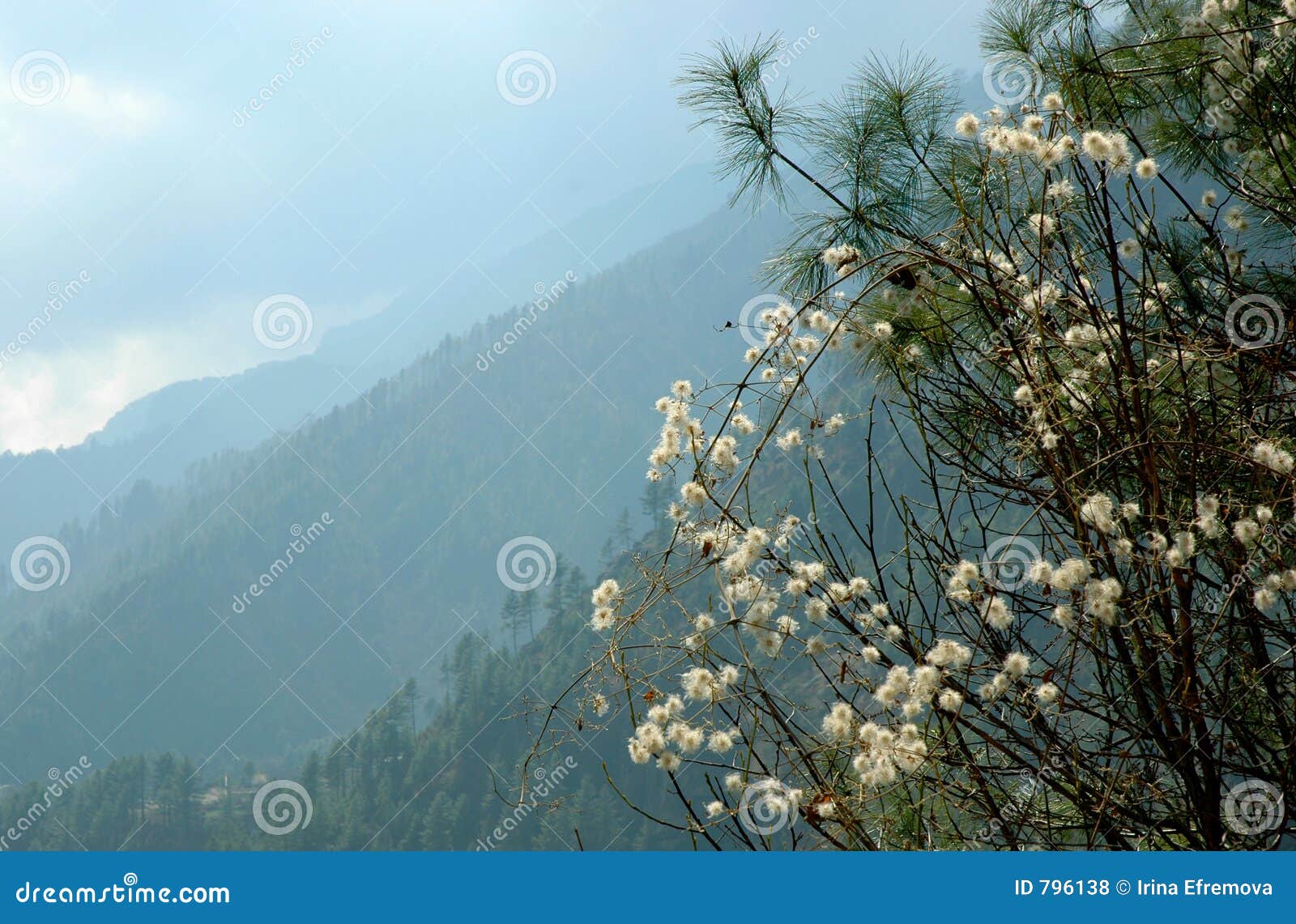 spring in the himalayas