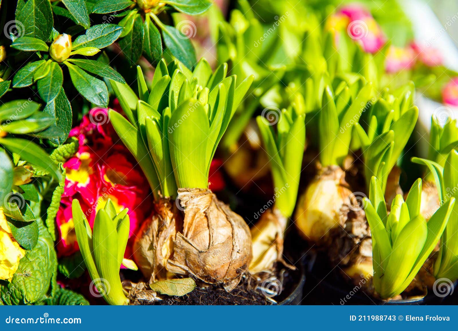 Spring Hyacinths Bulbs Ready To Plant. Hyacinths in Spring for Easter