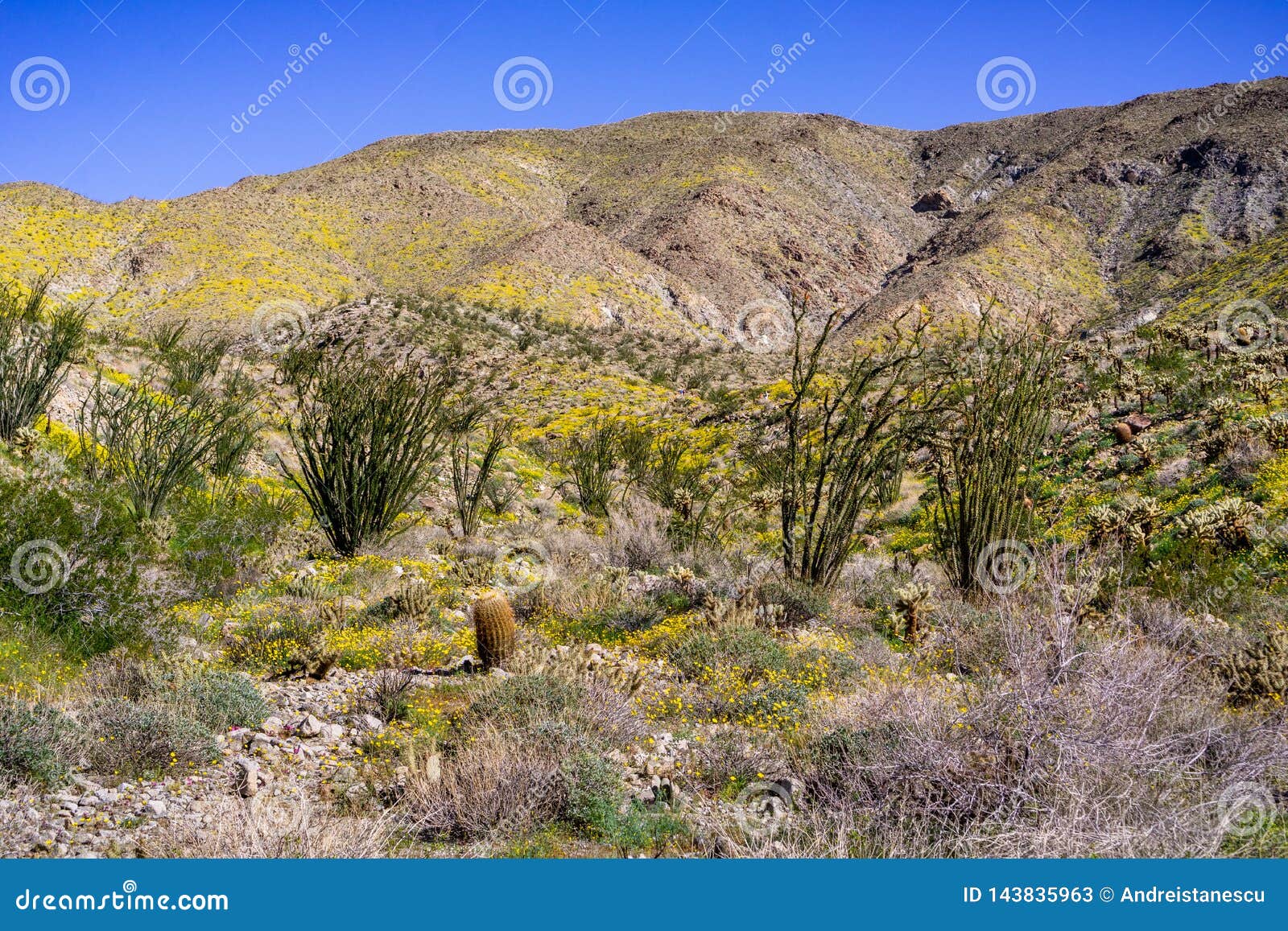 Spring Landscape in Anza Borrego Desert State Park with Ocotillos ...