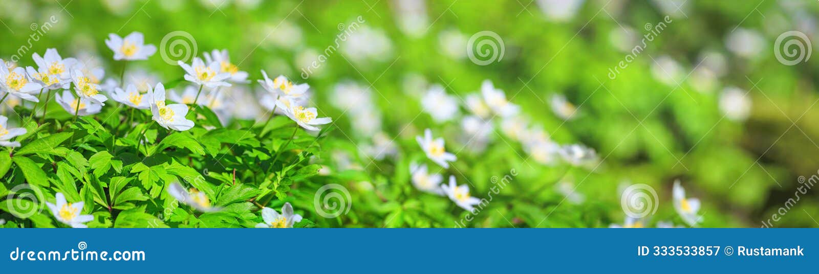 spring landscape, banner, panorama - view of the anemone nemorosa in the spring forest