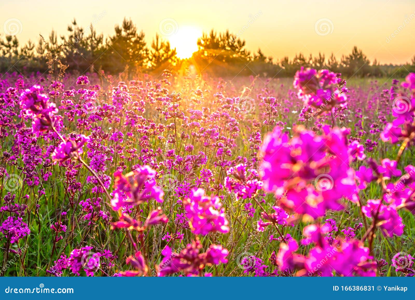 Spring Landscape with Blooming Purple Flowers on Meadow and Sunrise