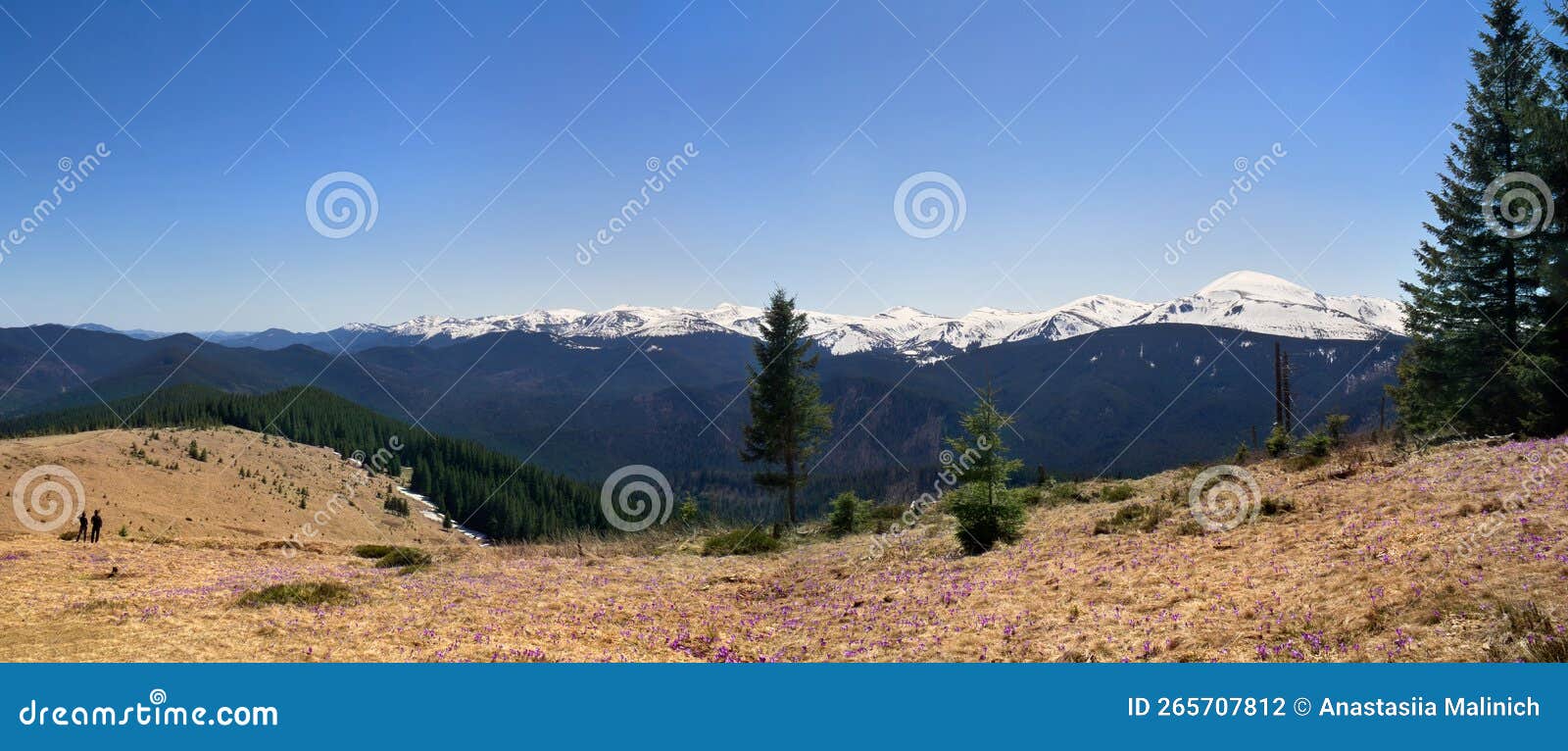 spring landscape of flowers violet crocuses ( crocus heuffelianus ) on glade in mountains