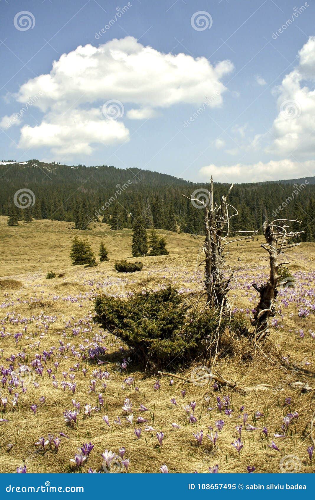 spring landscape in th carpathians