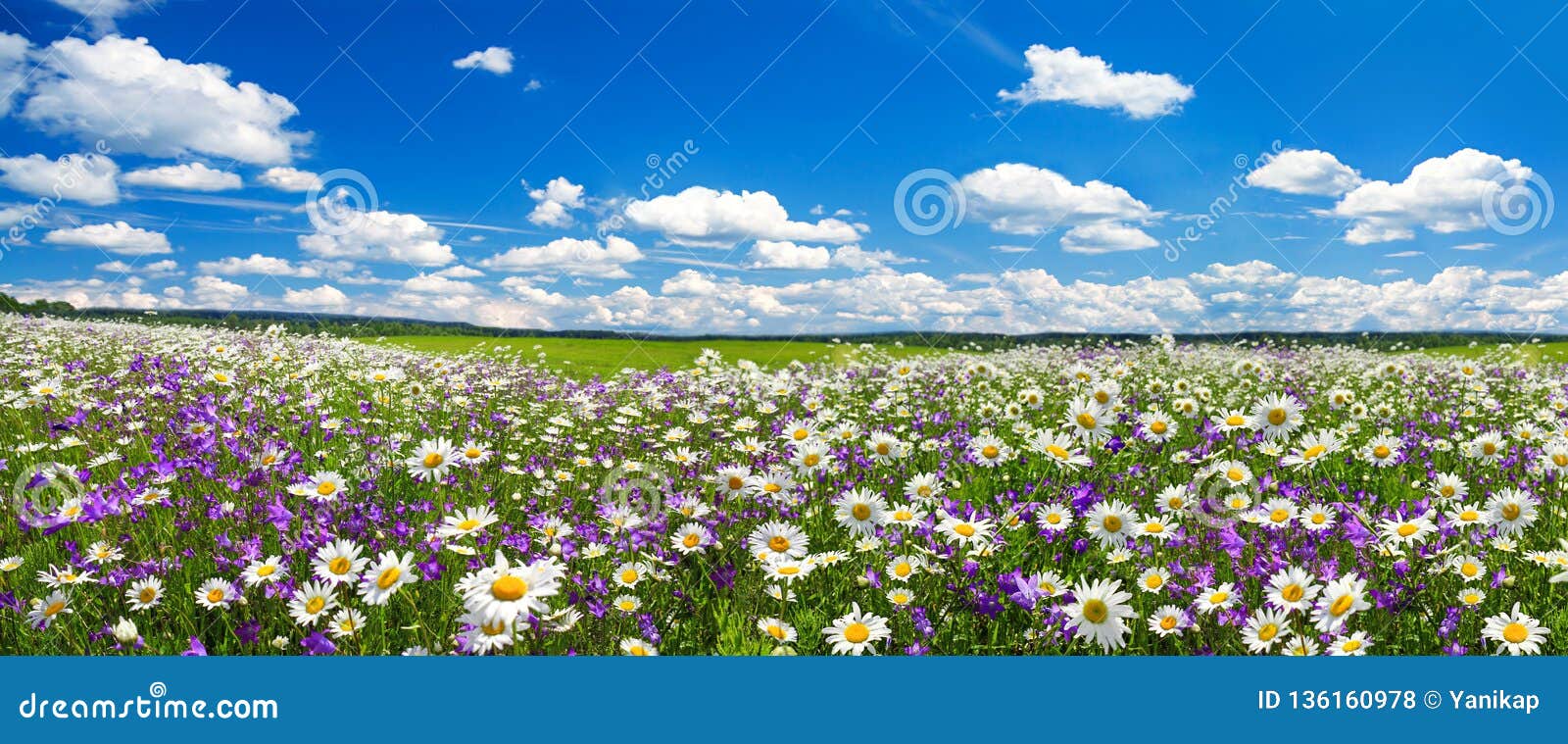 spring landscape panorama with flowering flowers on meadow